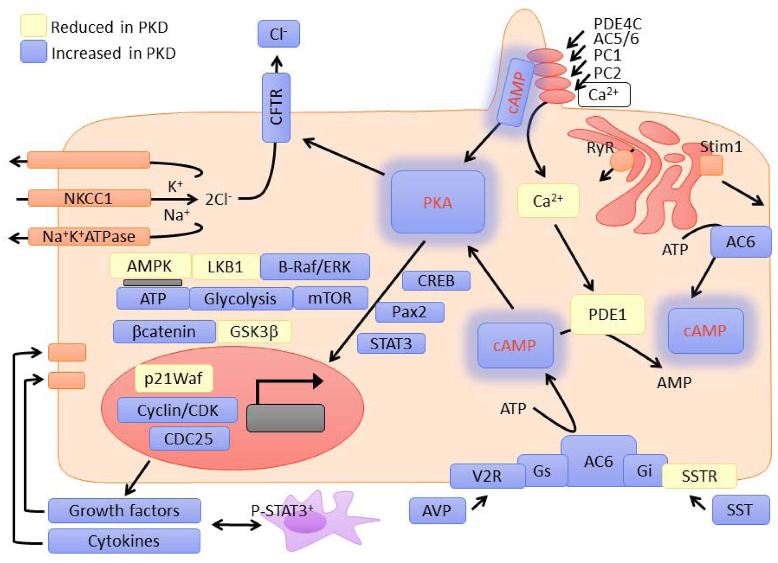Ijms 26 04971 g003 Ijms 26 04971 g003