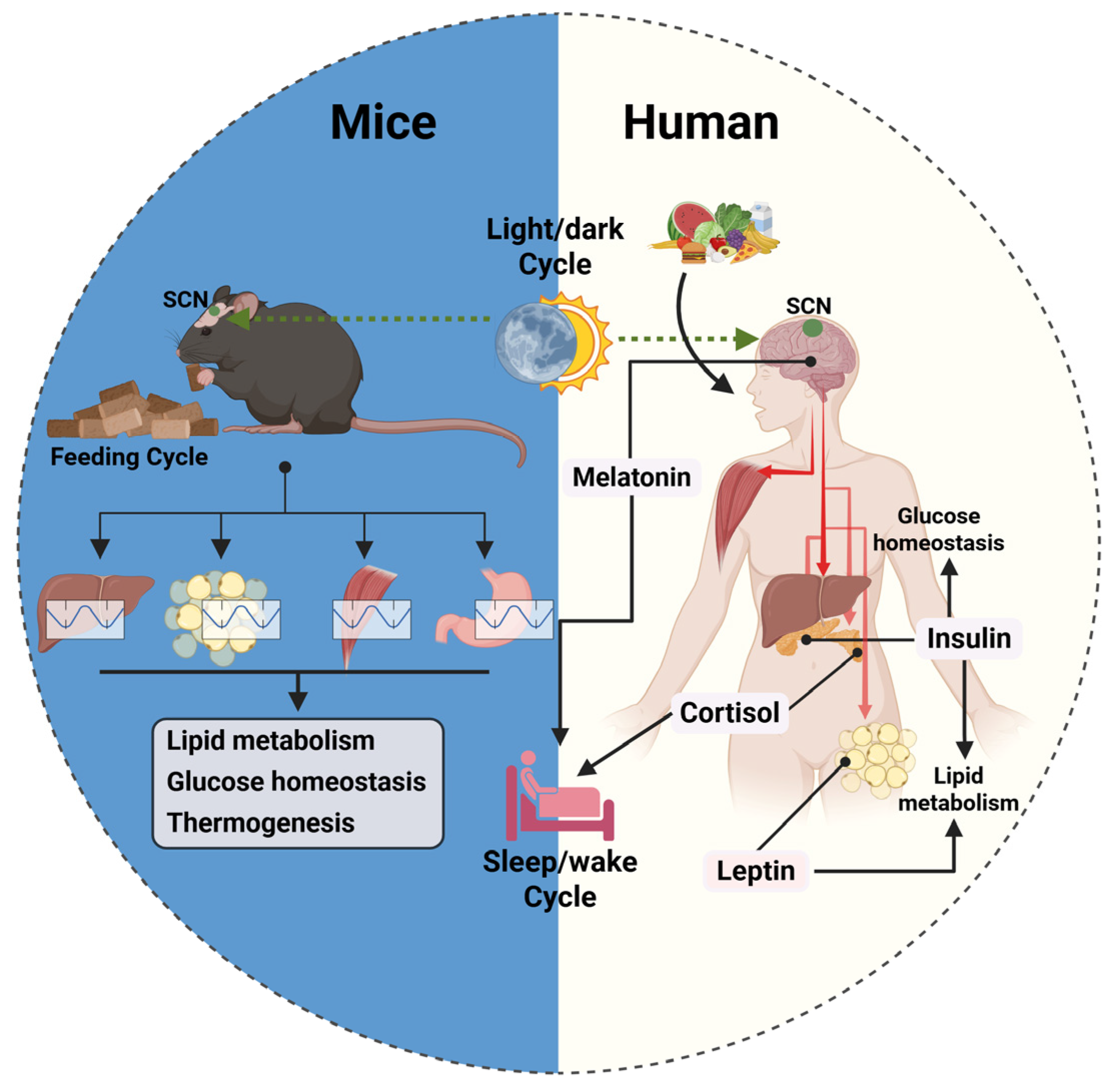 Ijms 26 05116 g004 Ijms 26 05116 g004