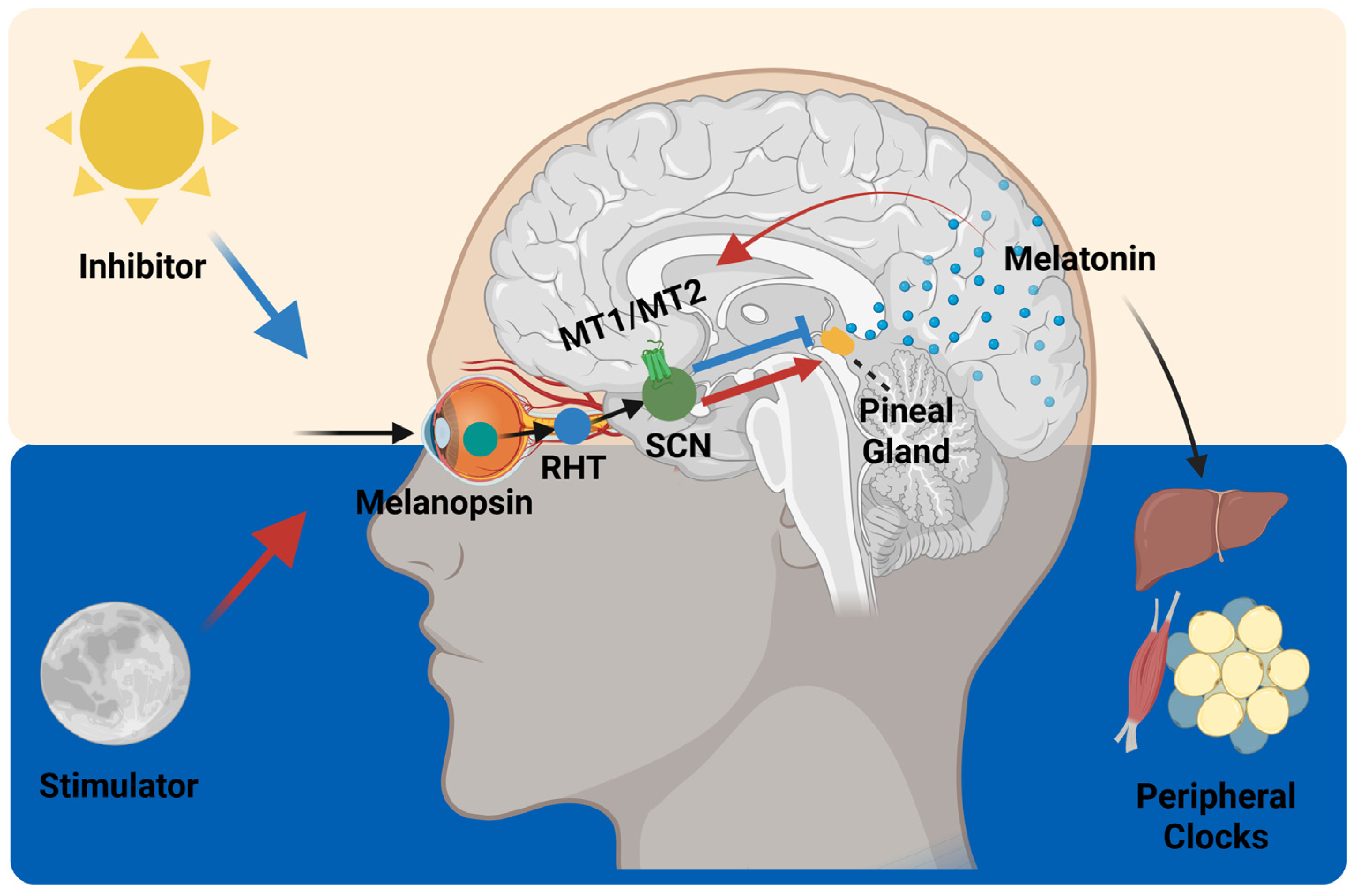 Ijms 26 05116 g005 Ijms 26 05116 g005