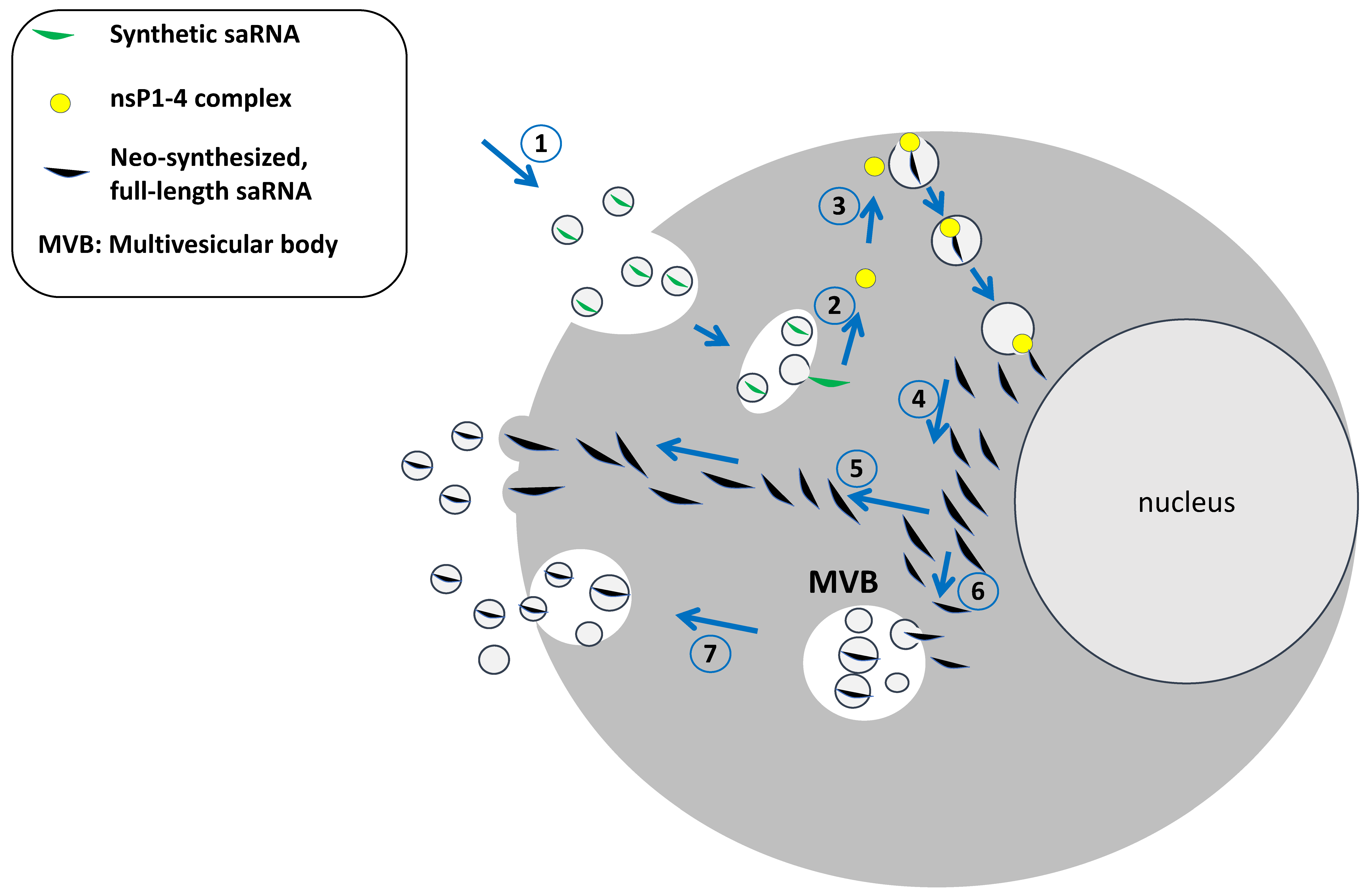 Ijms 26 05118 g002 Ijms 26 05118 g002