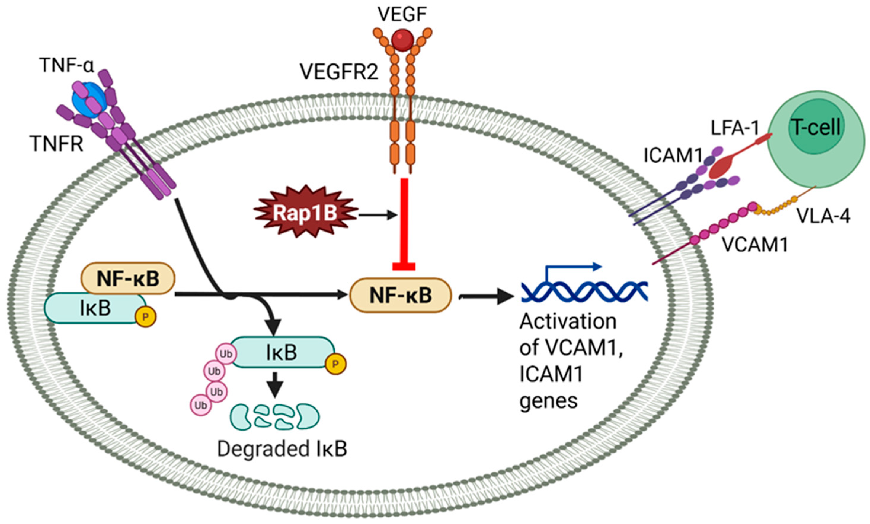 Ijms 26 05372 g001 Ijms 26 05372 g001