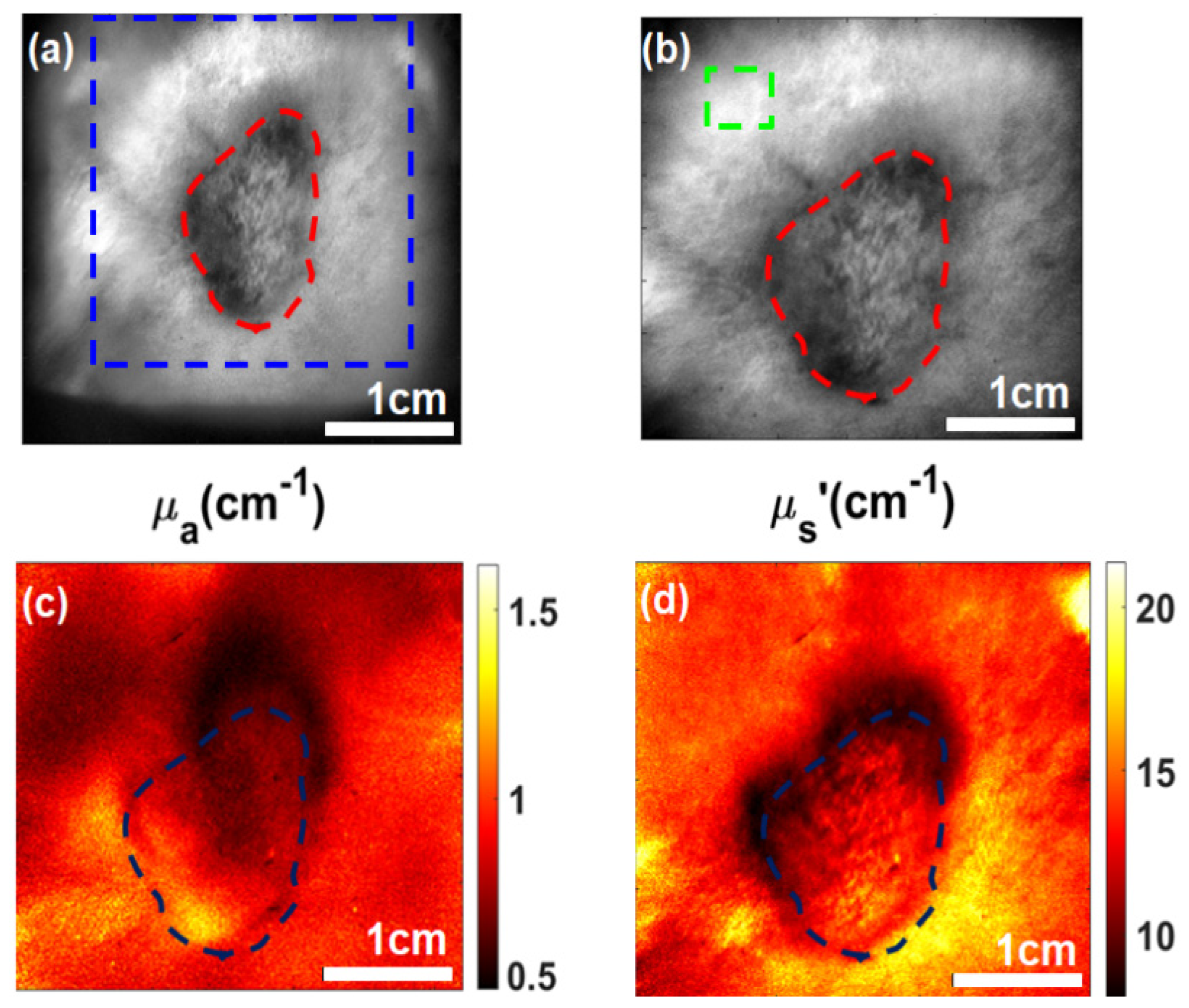 Ijms 26 05571 g001 Ijms 26 05571 g001