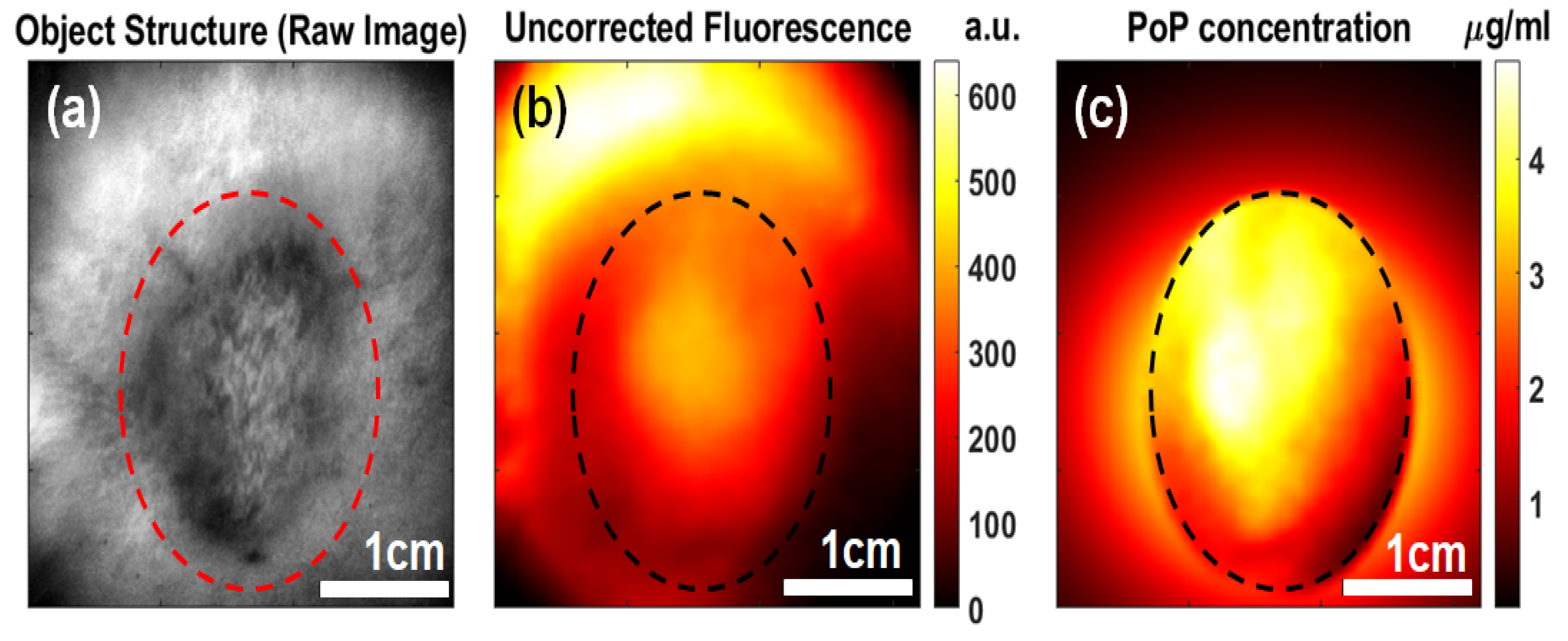 Ijms 26 05571 g002 Ijms 26 05571 g002