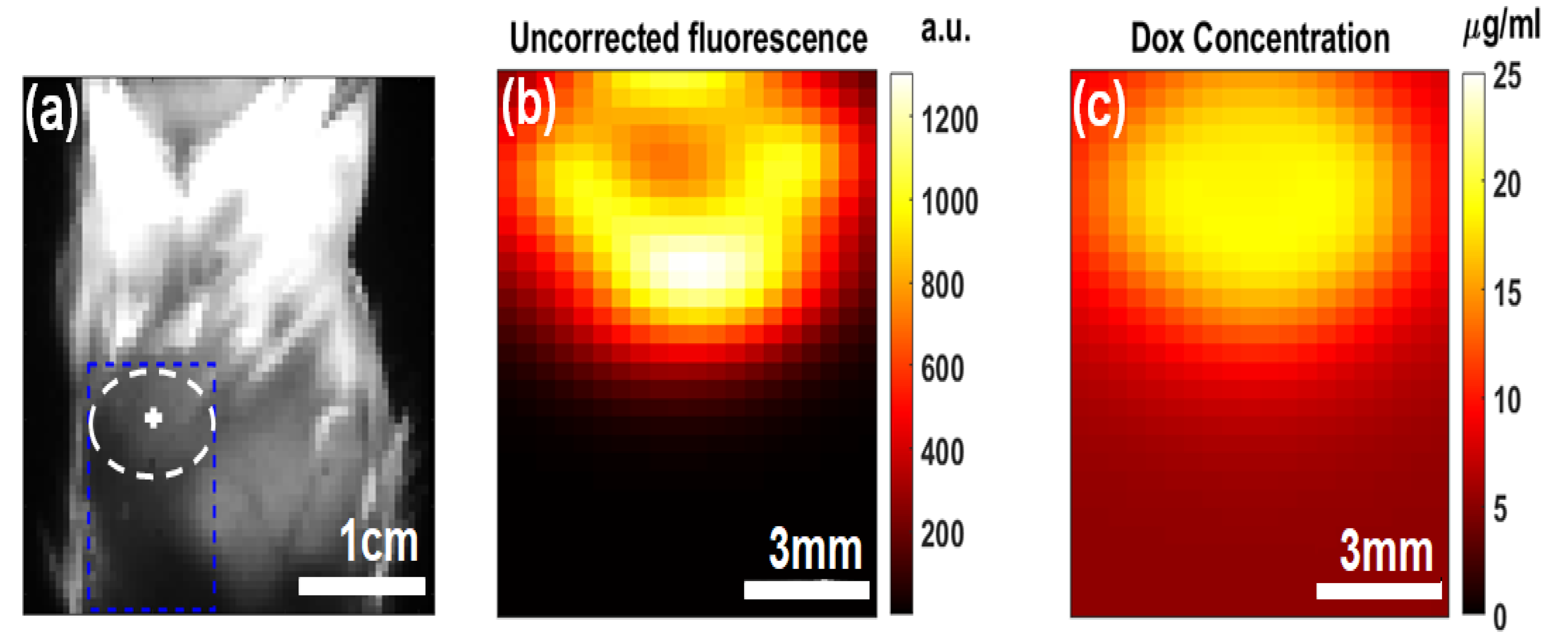 Ijms 26 05571 g004 Ijms 26 05571 g004