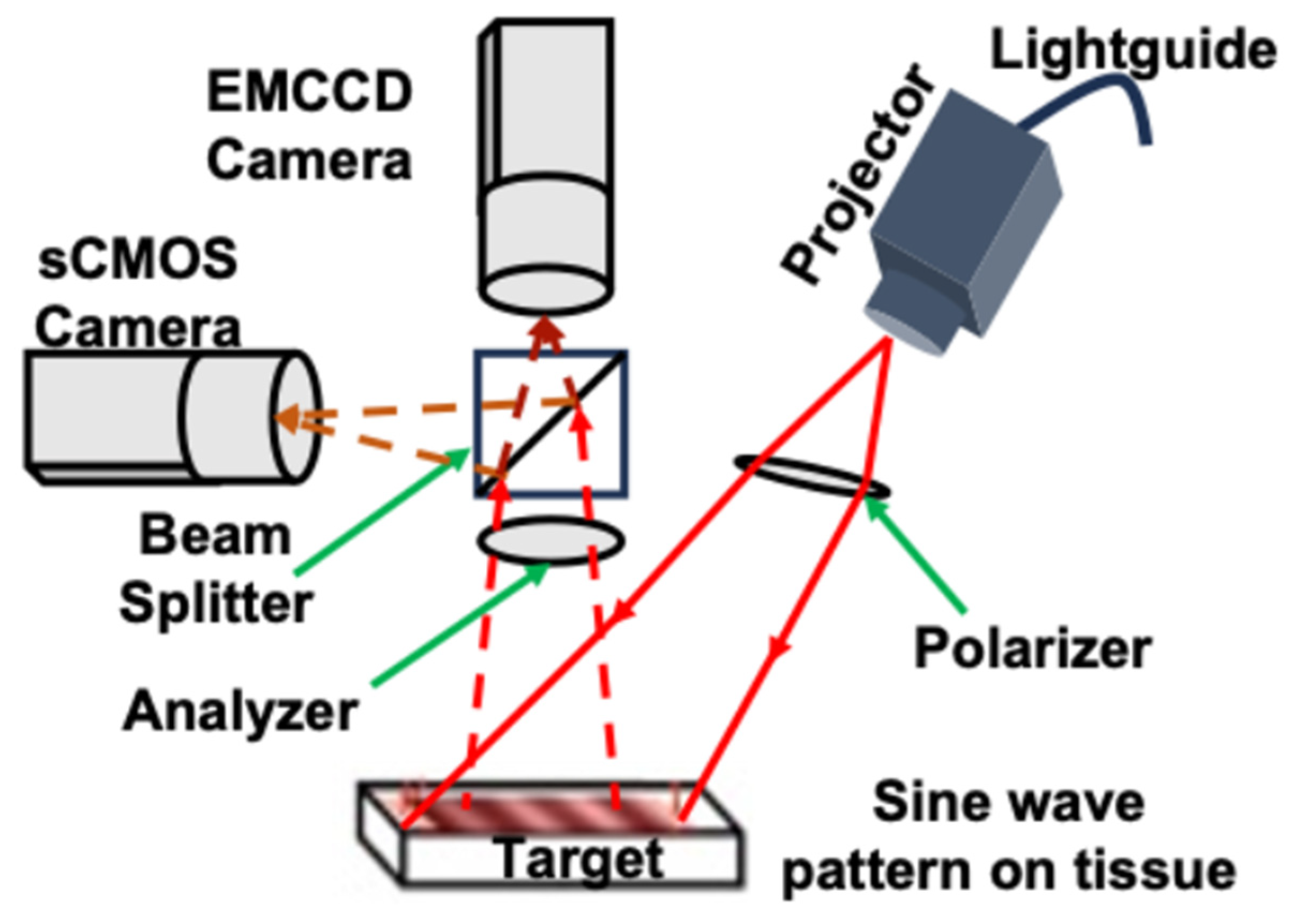 Ijms 26 05571 g007 Ijms 26 05571 g007