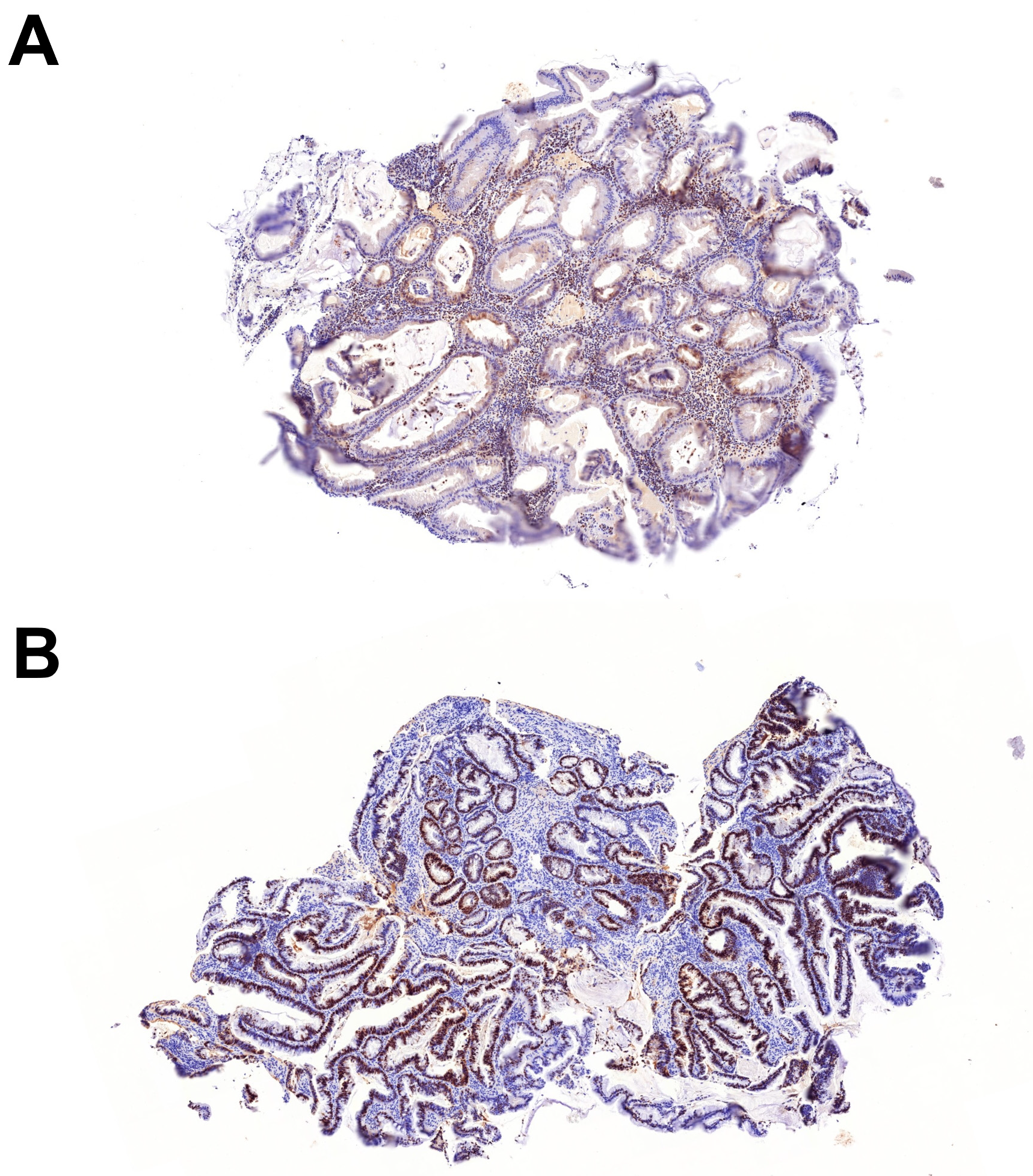 Ijms 26 05704 g002