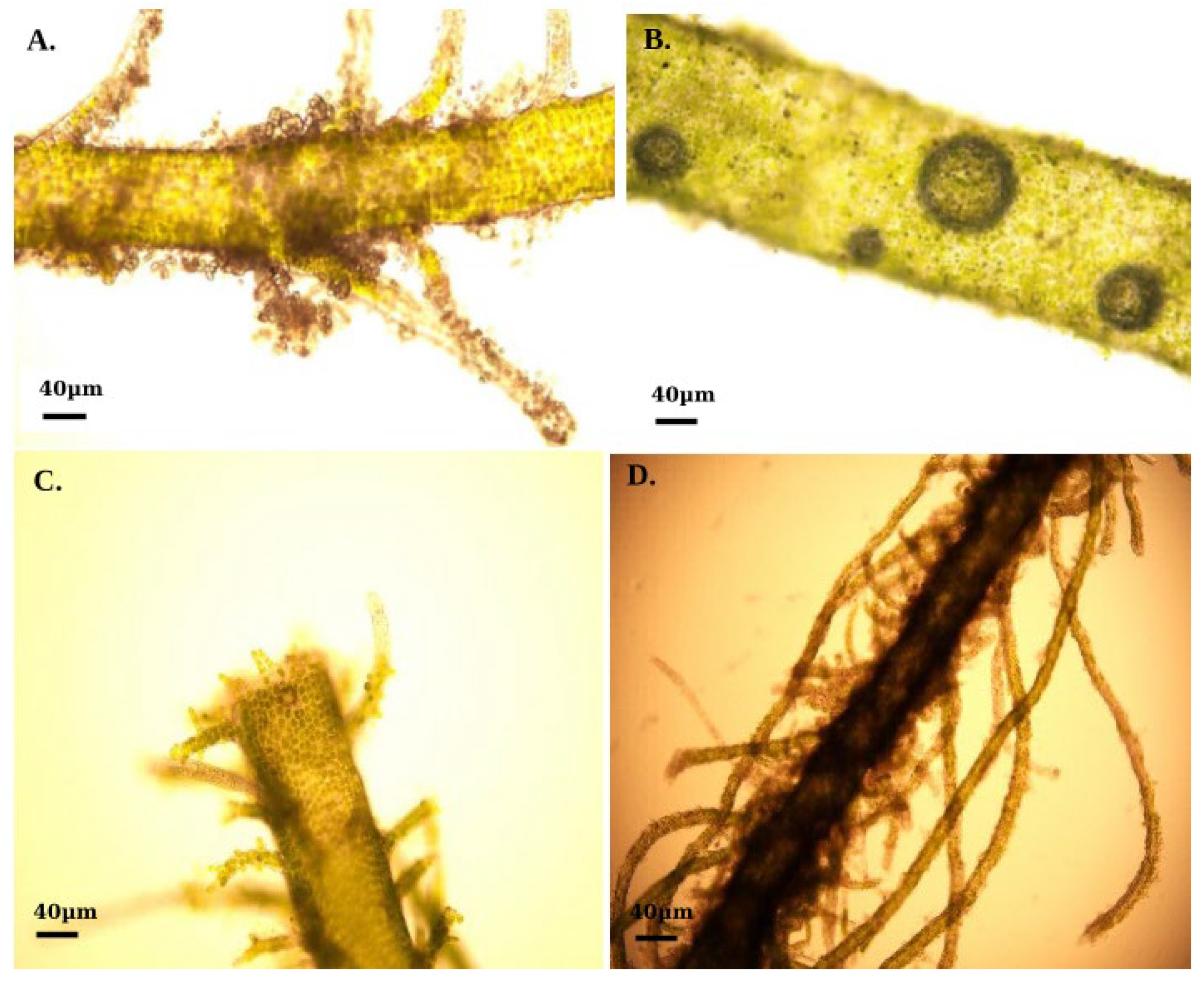 Ijms 26 06169 g001 Ijms 26 06169 g001