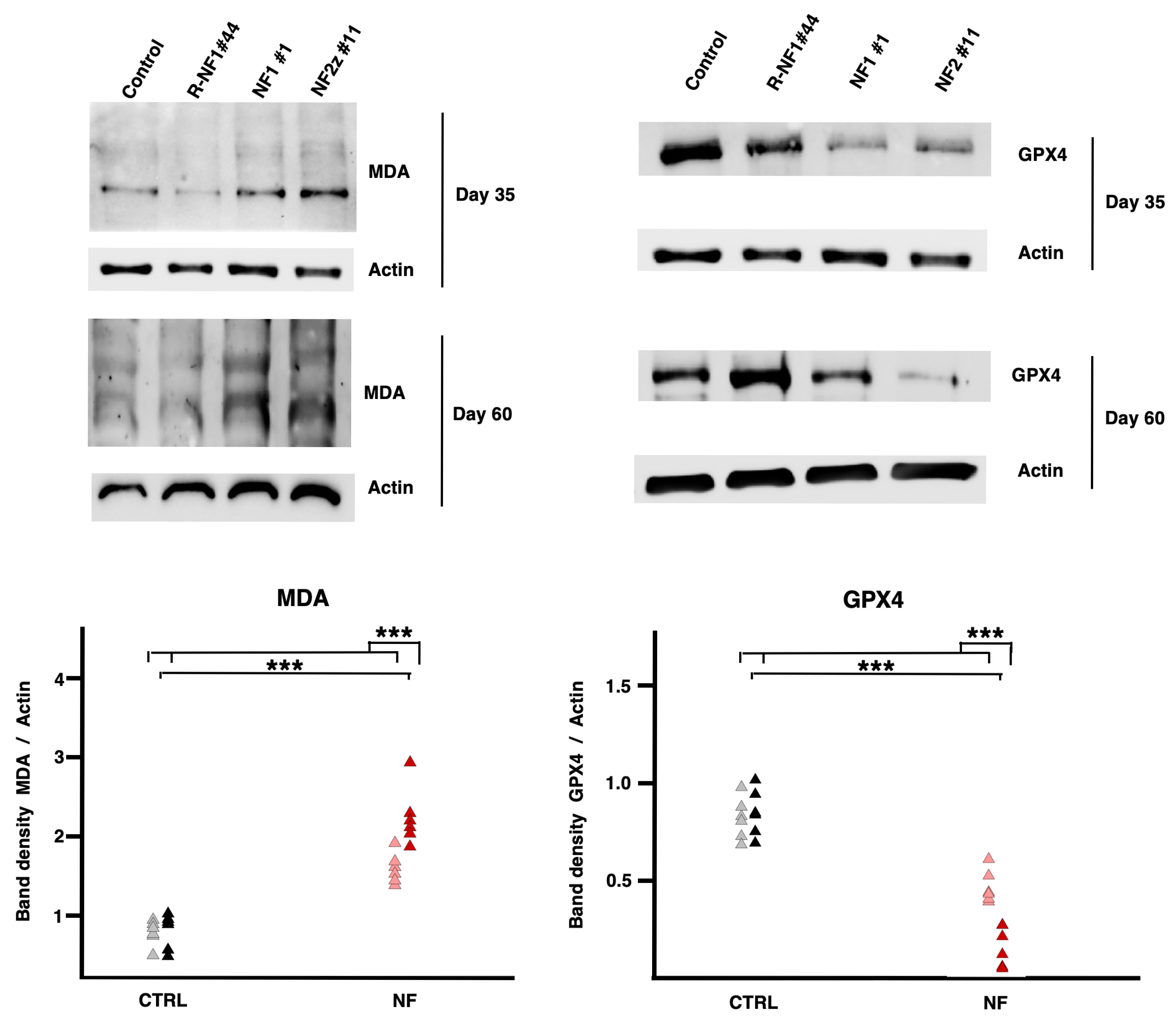 Ijms 26 06197 g007 Ijms 26 06197 g007