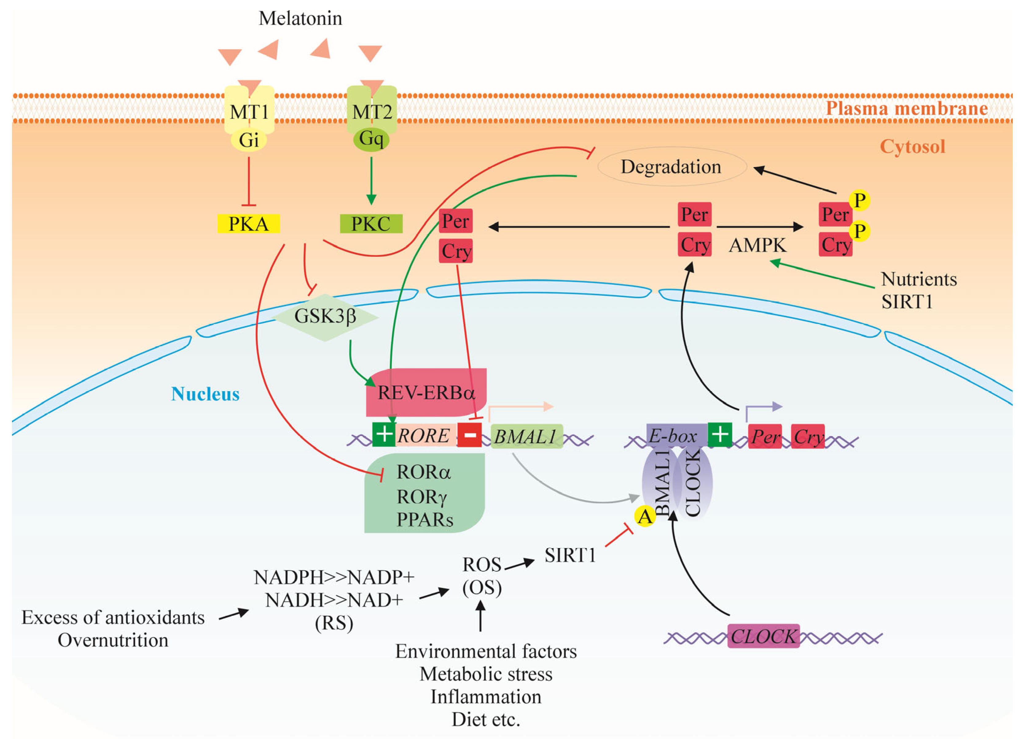 Ijms 26 06267 g002 Ijms 26 06267 g002