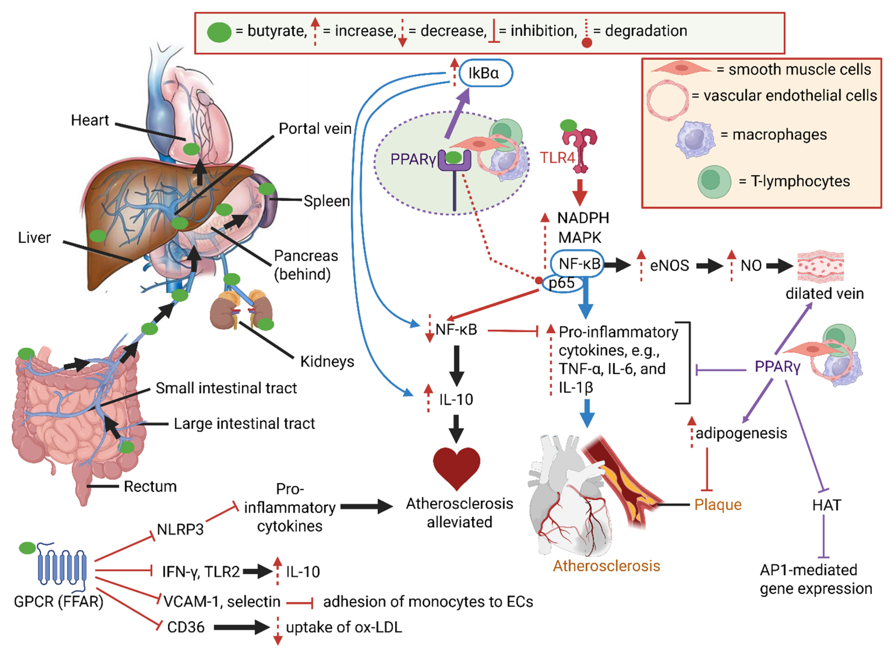 Ijms 26 06744 g001 Ijms 26 06744 g001