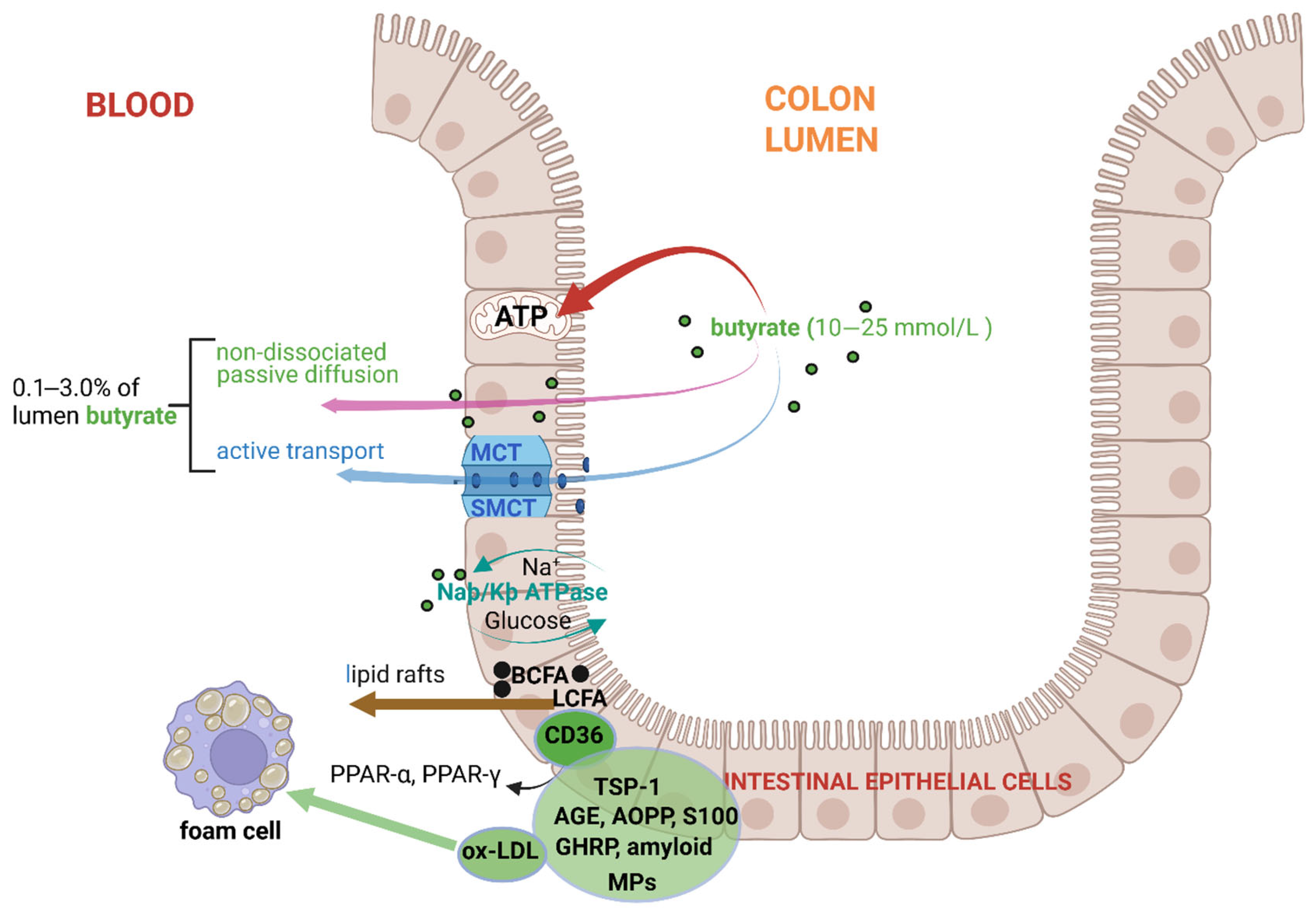 Ijms 26 06744 g003 Ijms 26 06744 g003