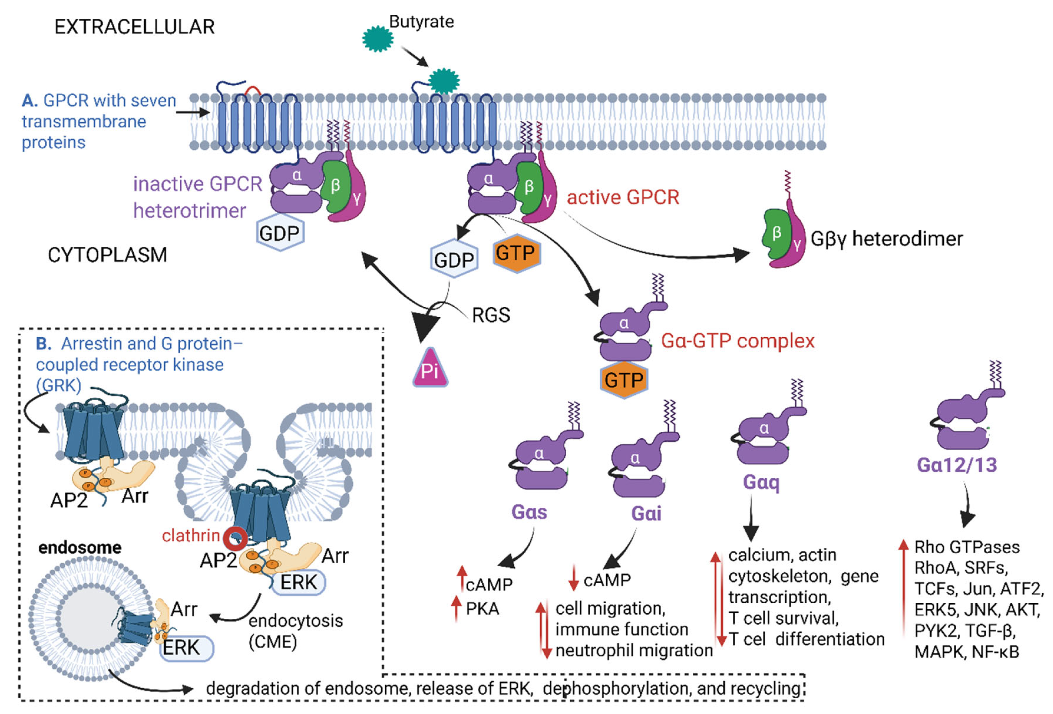 Ijms 26 06744 g004 Ijms 26 06744 g004