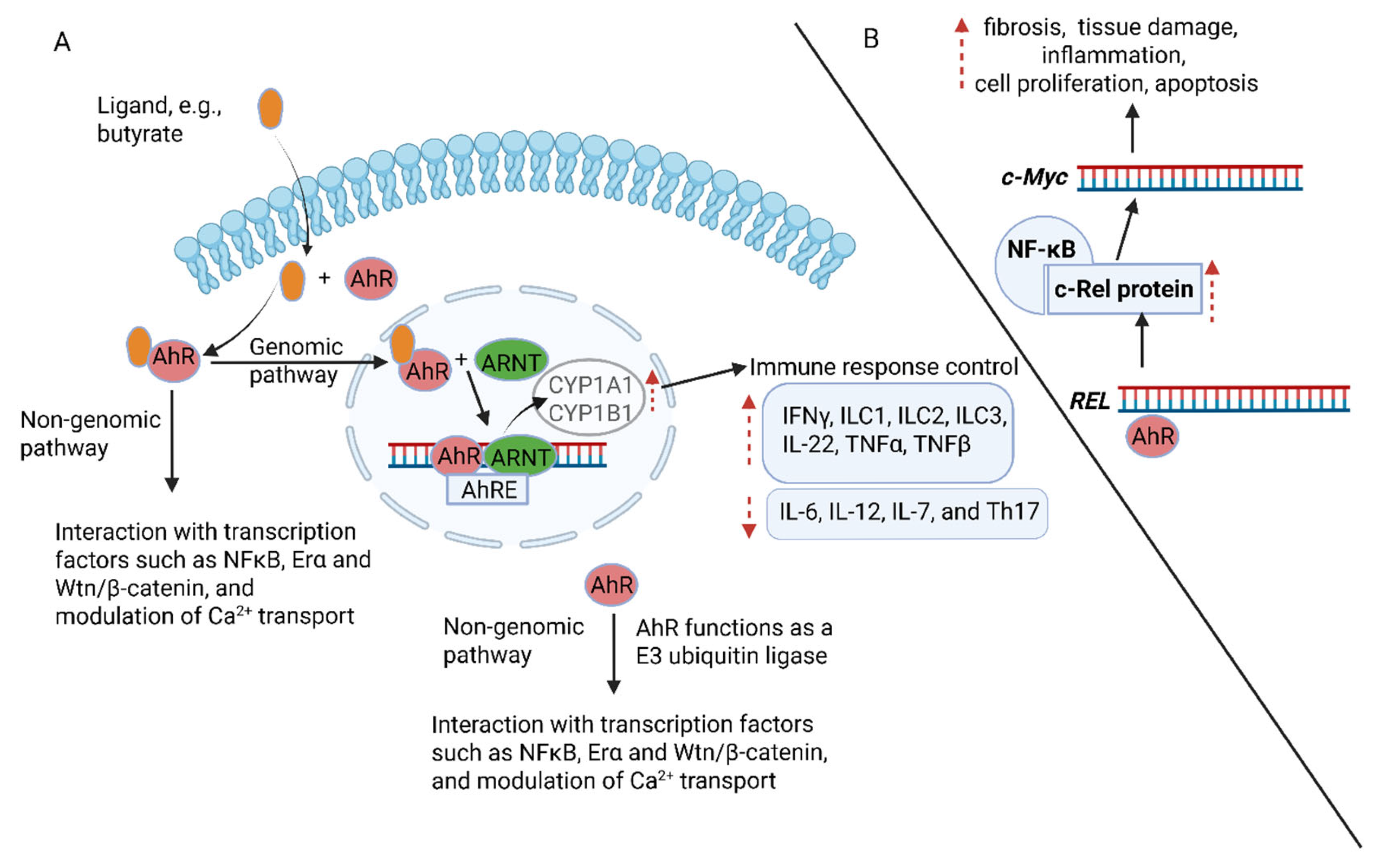 Ijms 26 06744 g005 Ijms 26 06744 g005