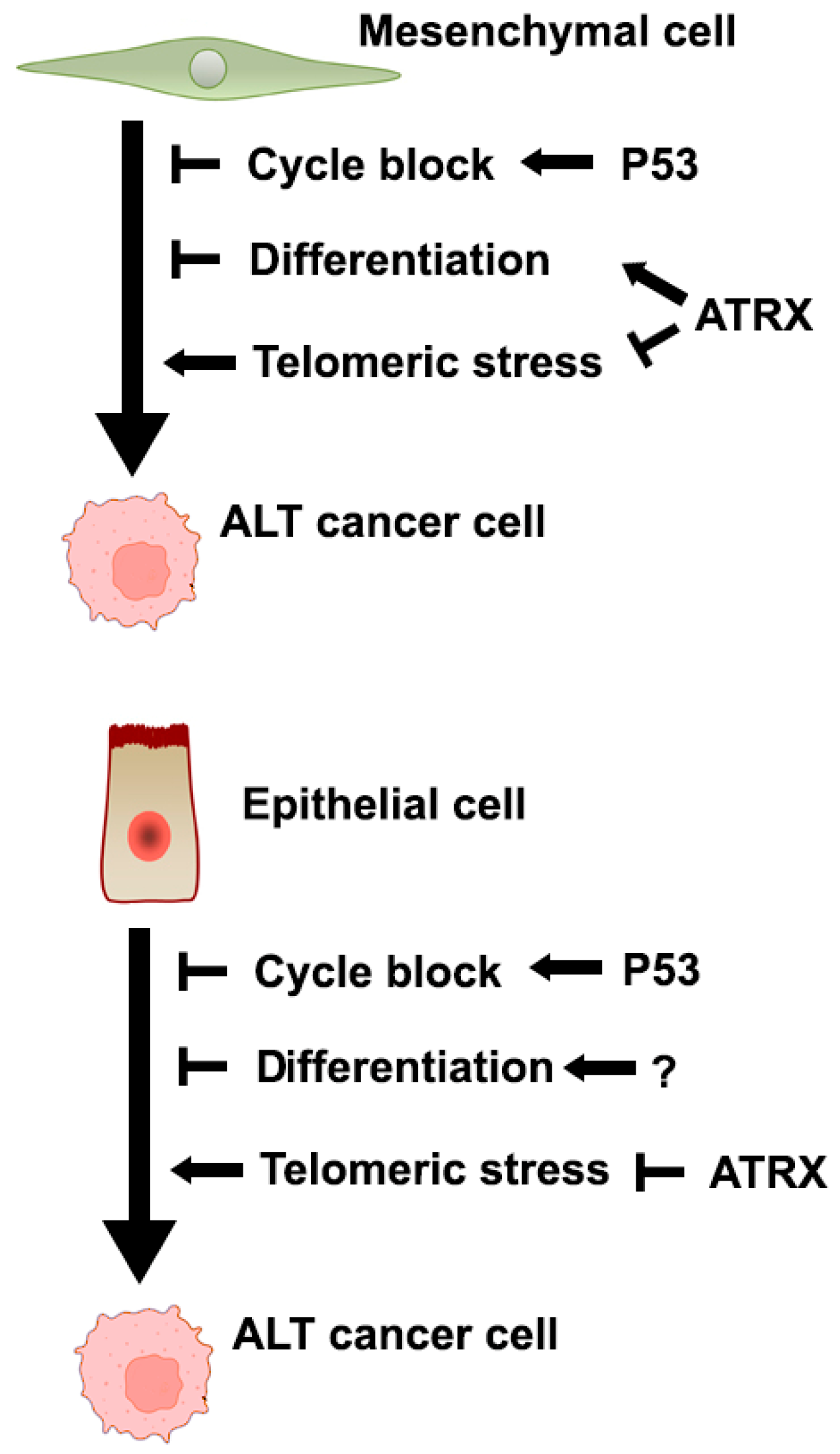 Ijms 26 06765 g005 Ijms 26 06765 g005
