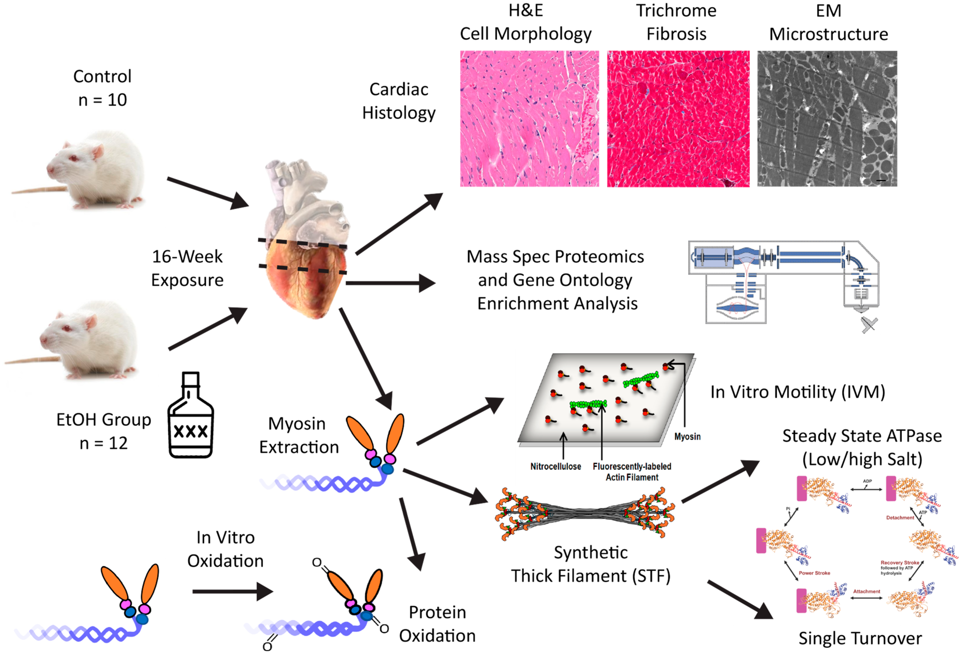 Ijms 26 06766 g001 Ijms 26 06766 g001