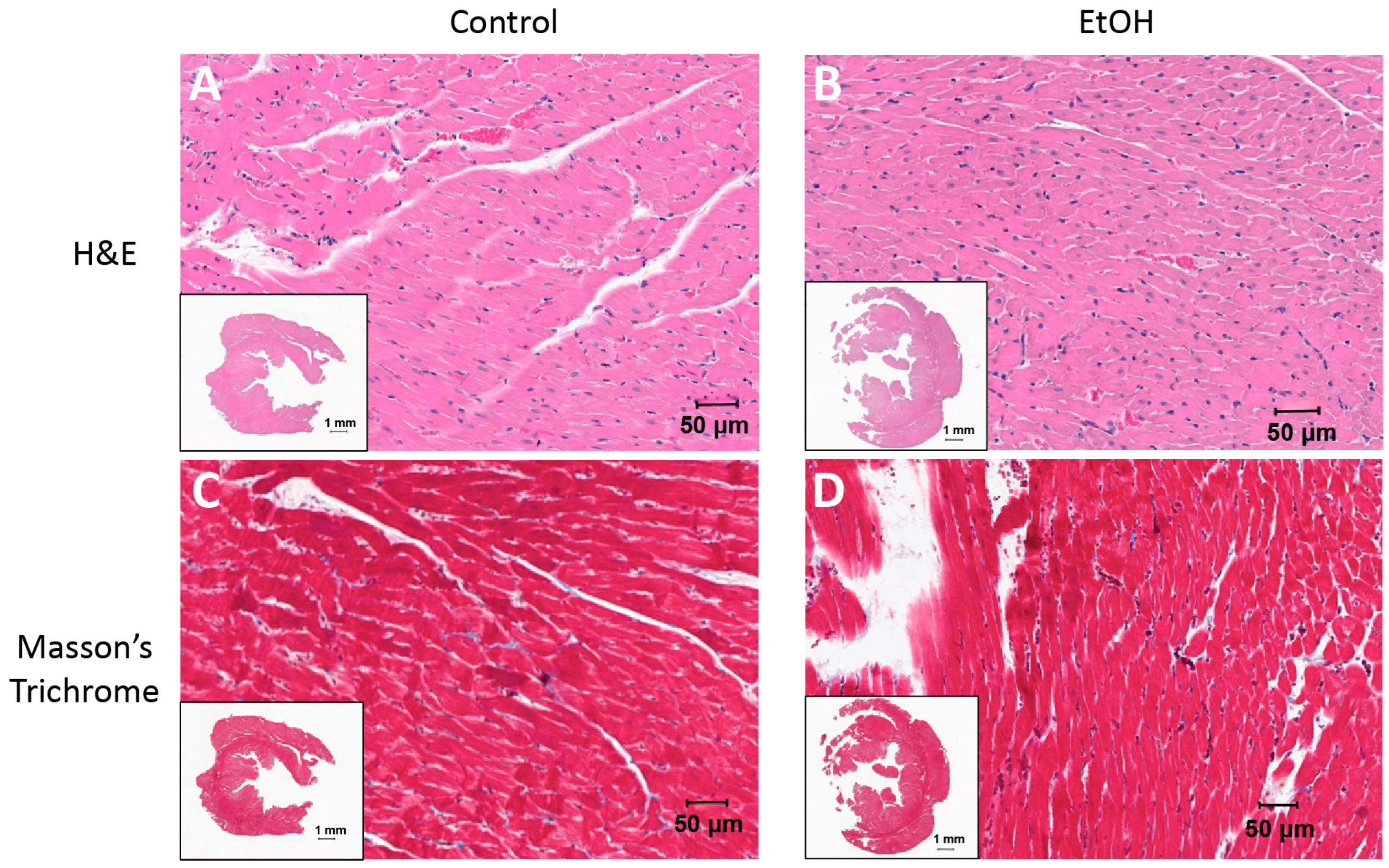 Ijms 26 06766 g002 Ijms 26 06766 g002