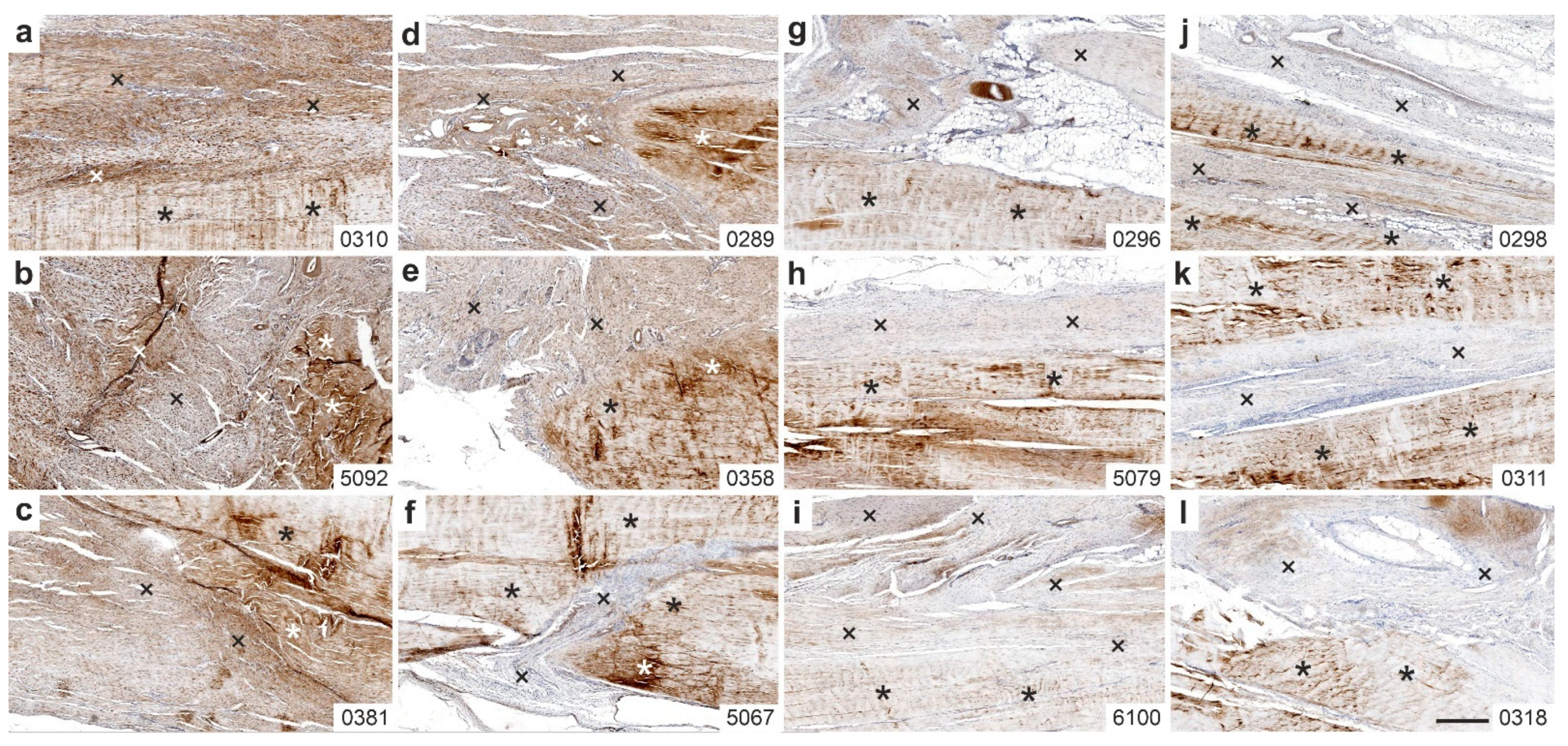Ijms 26 06800 g007