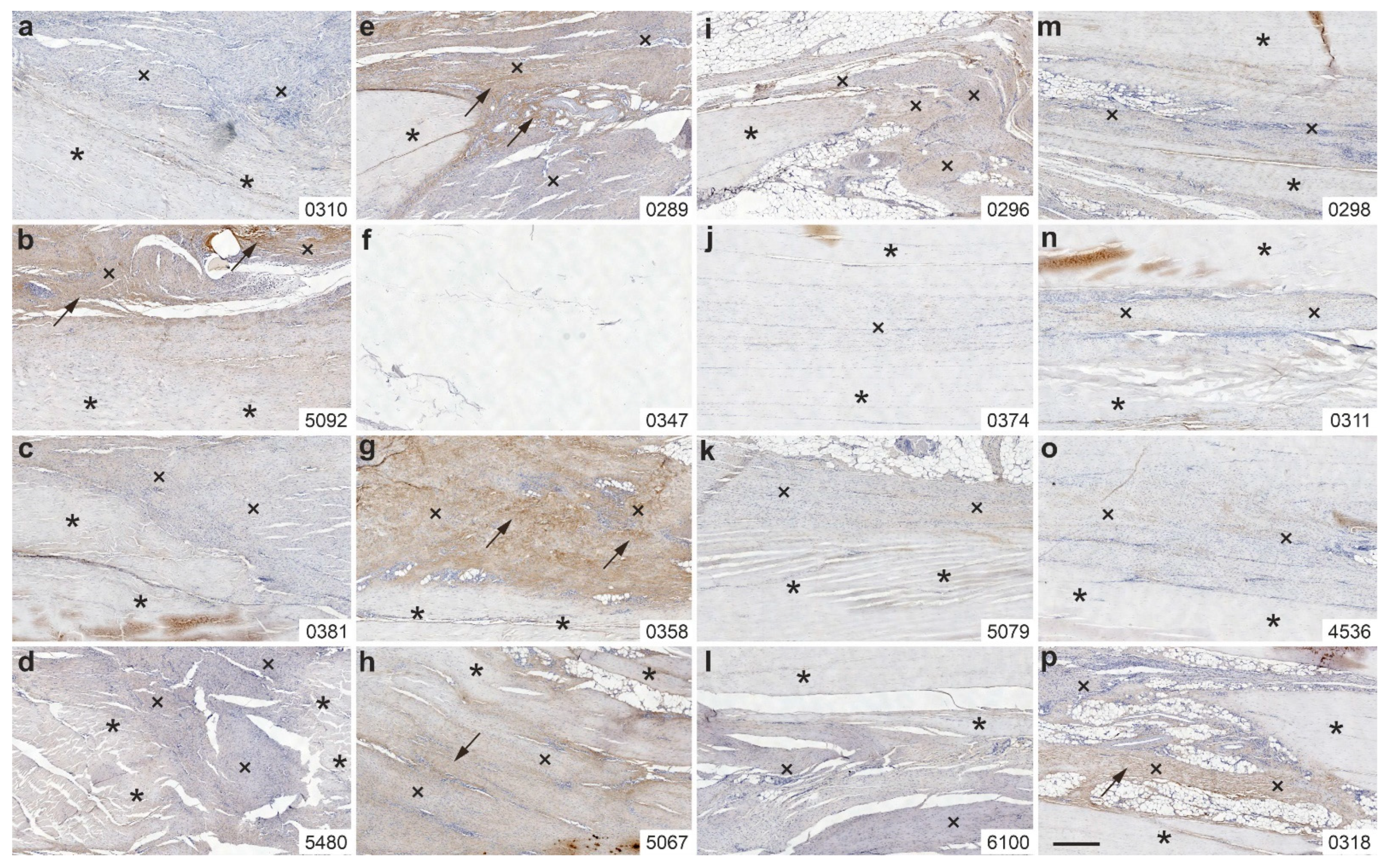 Ijms 26 06800 g008