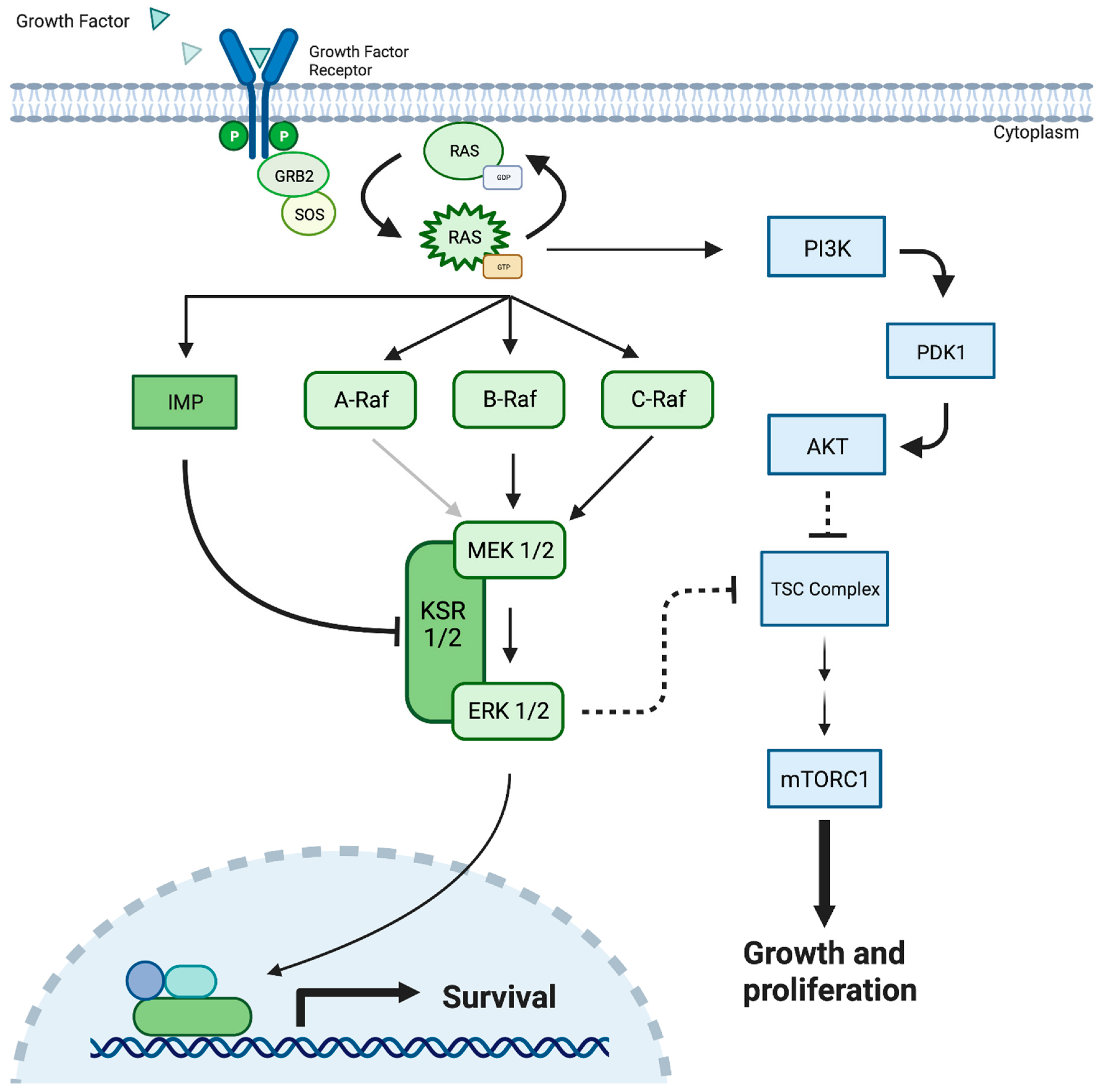Ijms 26 06875 g001 Ijms 26 06875 g001