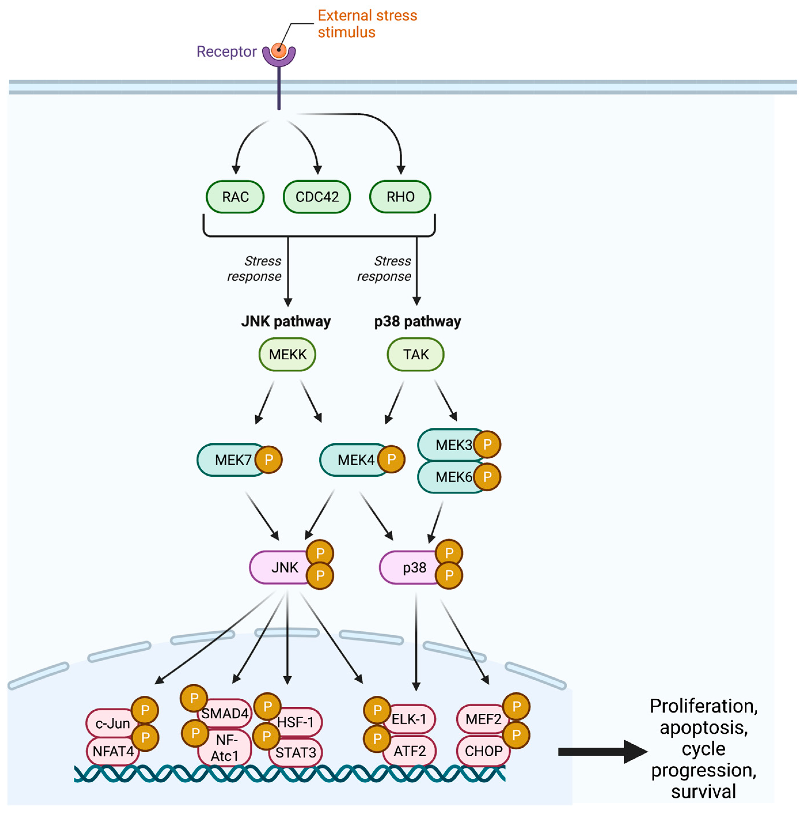 Ijms 26 06875 g002 Ijms 26 06875 g002