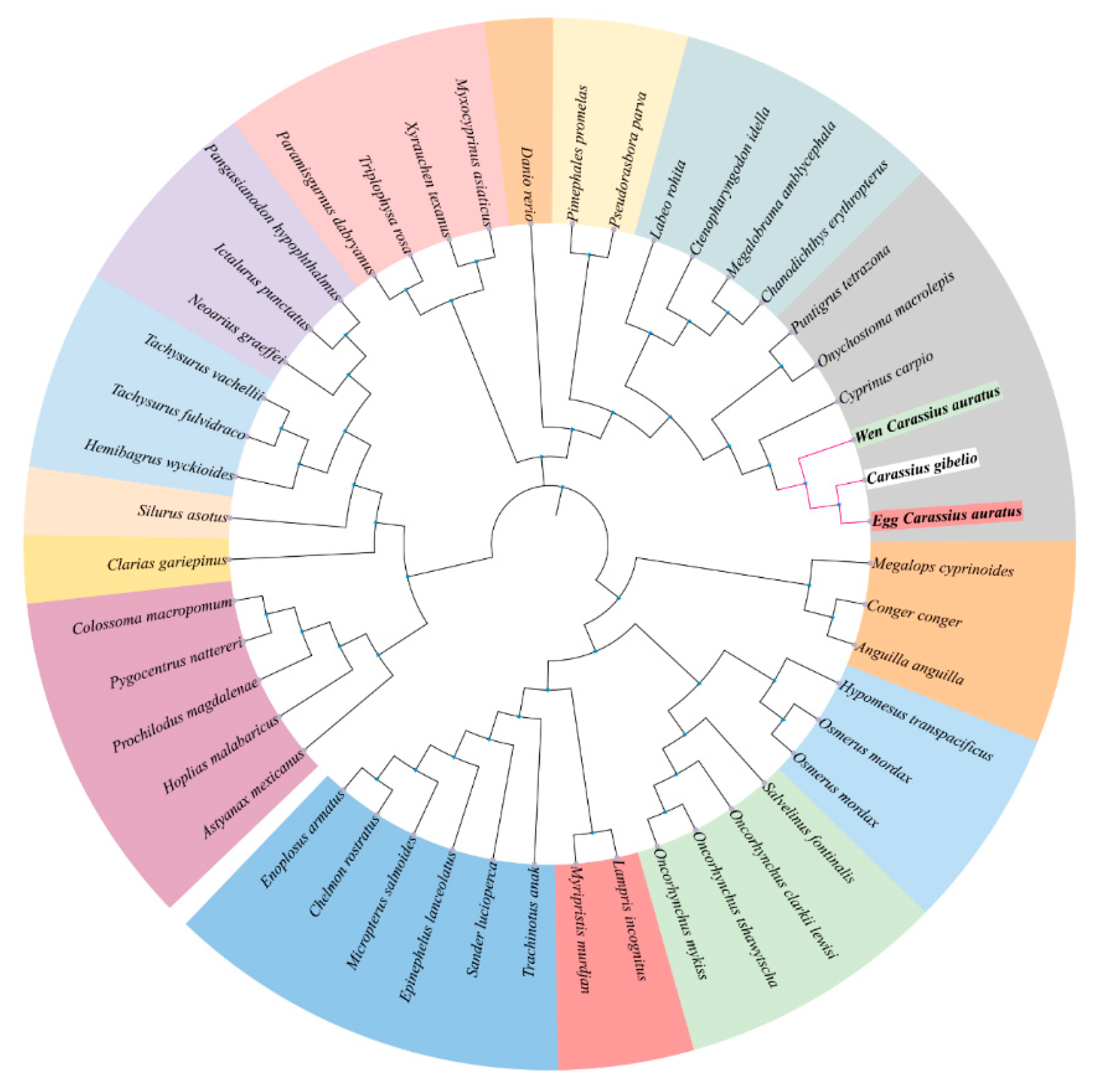 Ijms 26 07067 g003 Ijms 26 07067 g003