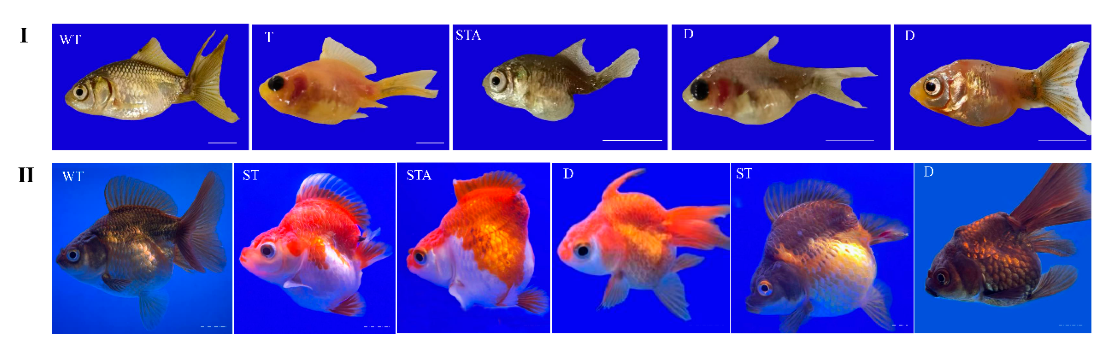 Ijms 26 07067 g009 Ijms 26 07067 g009