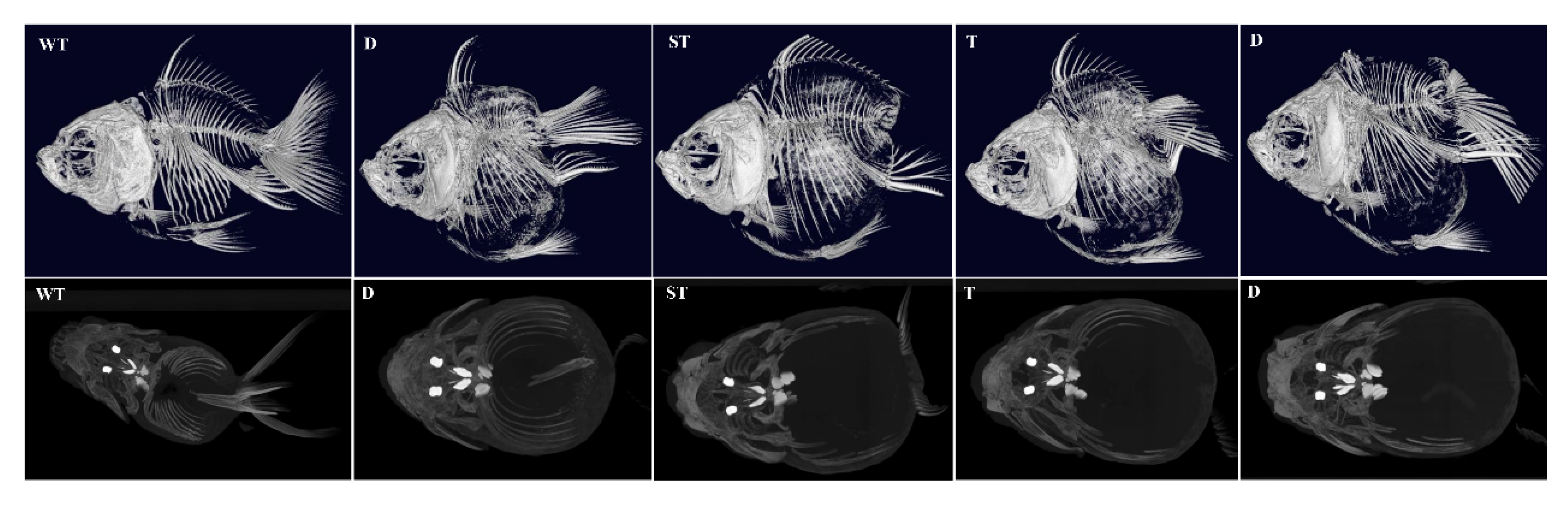 Ijms 26 07067 g010 Ijms 26 07067 g010