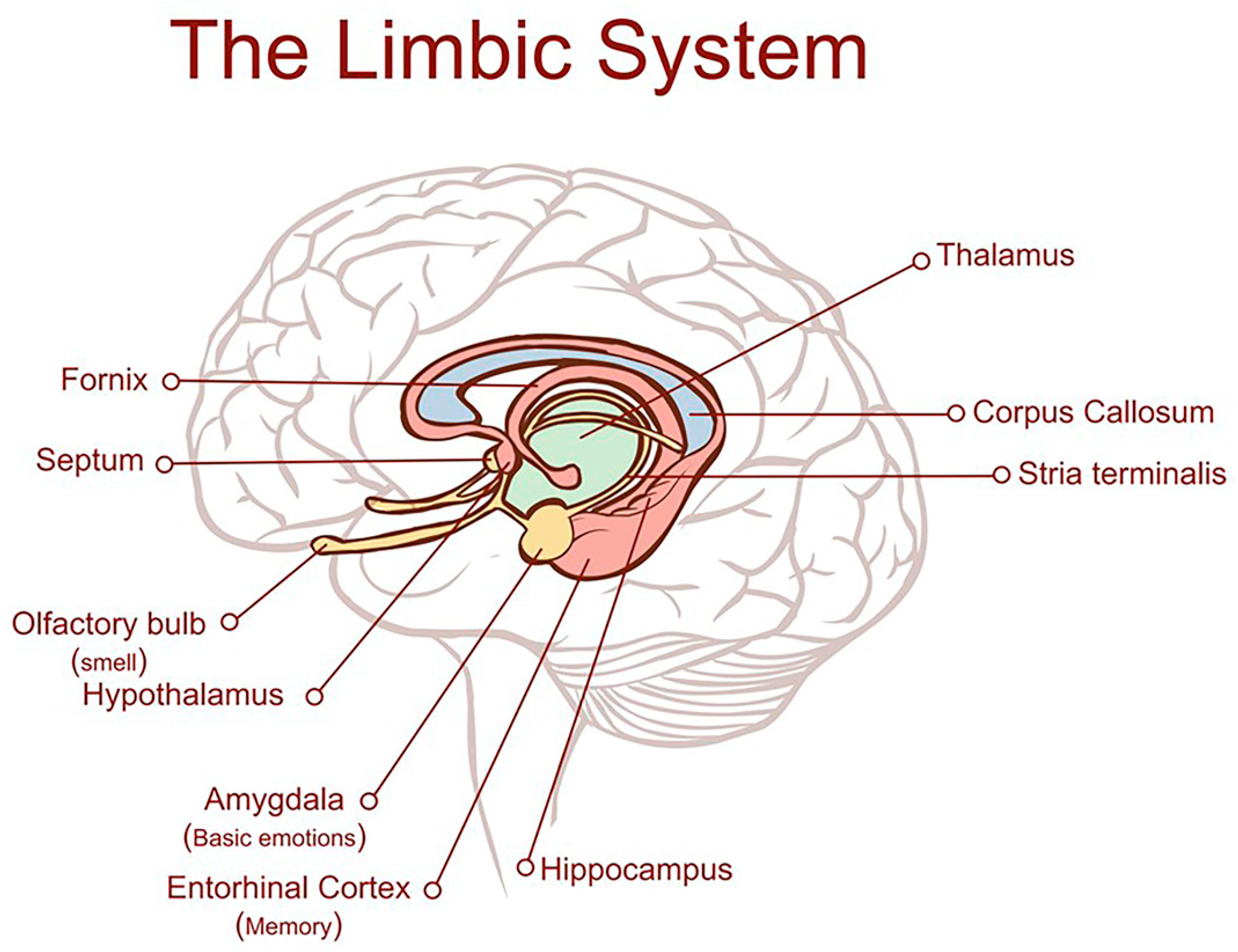 Ijms 26 07328 g001 Ijms 26 07328 g001