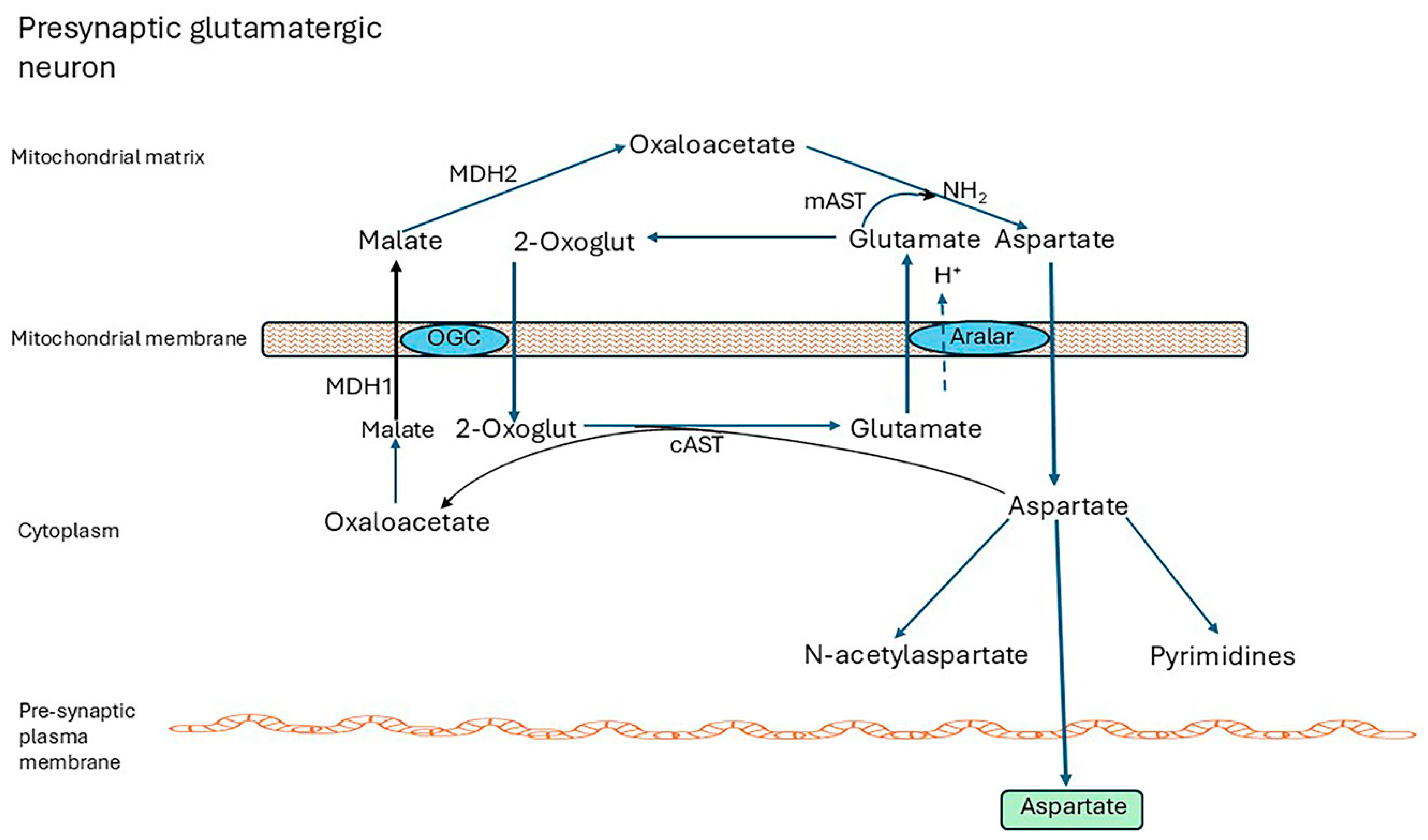 Ijms 26 07328 g002 Ijms 26 07328 g002