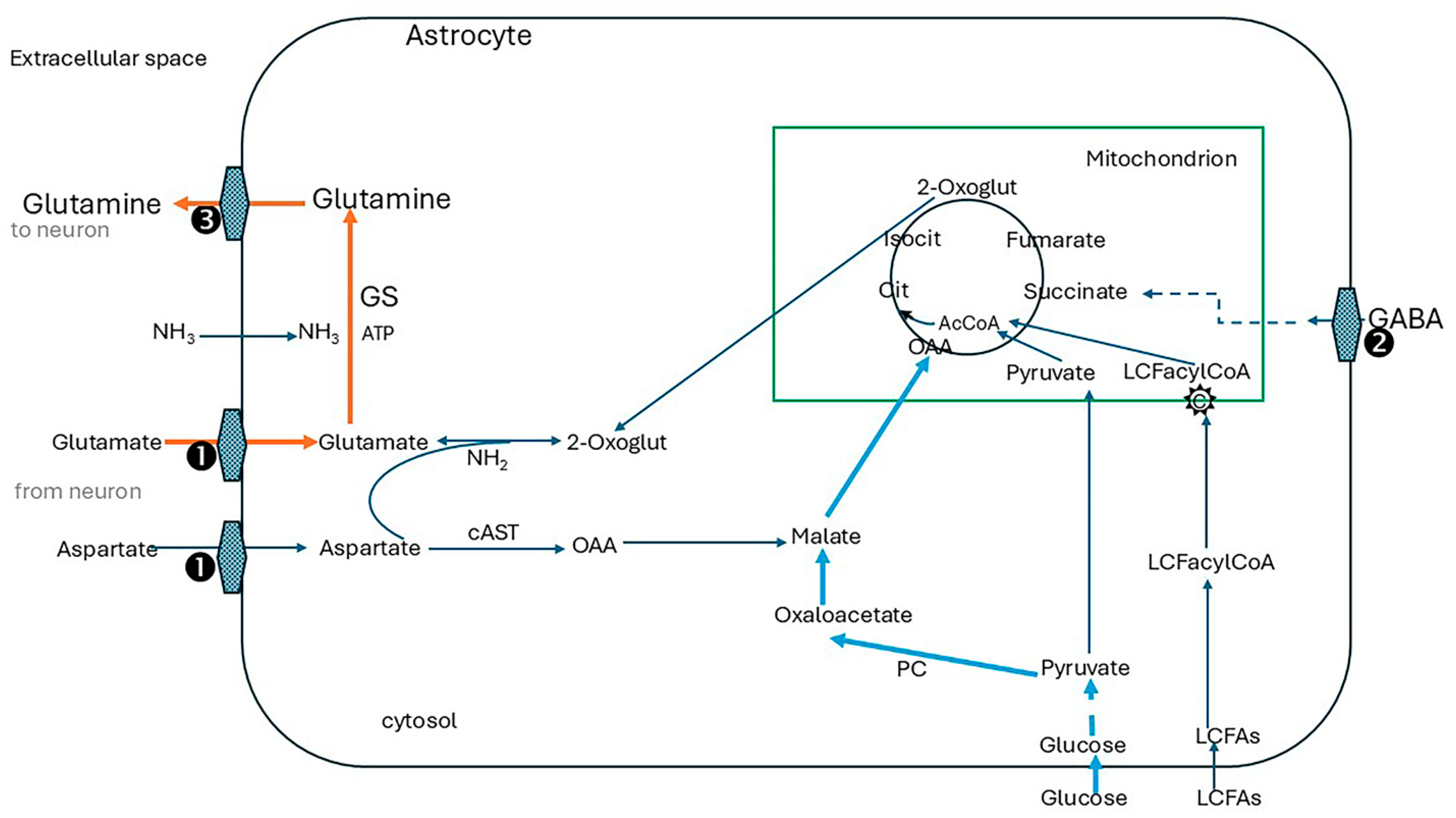 Ijms 26 07328 g004 Ijms 26 07328 g004