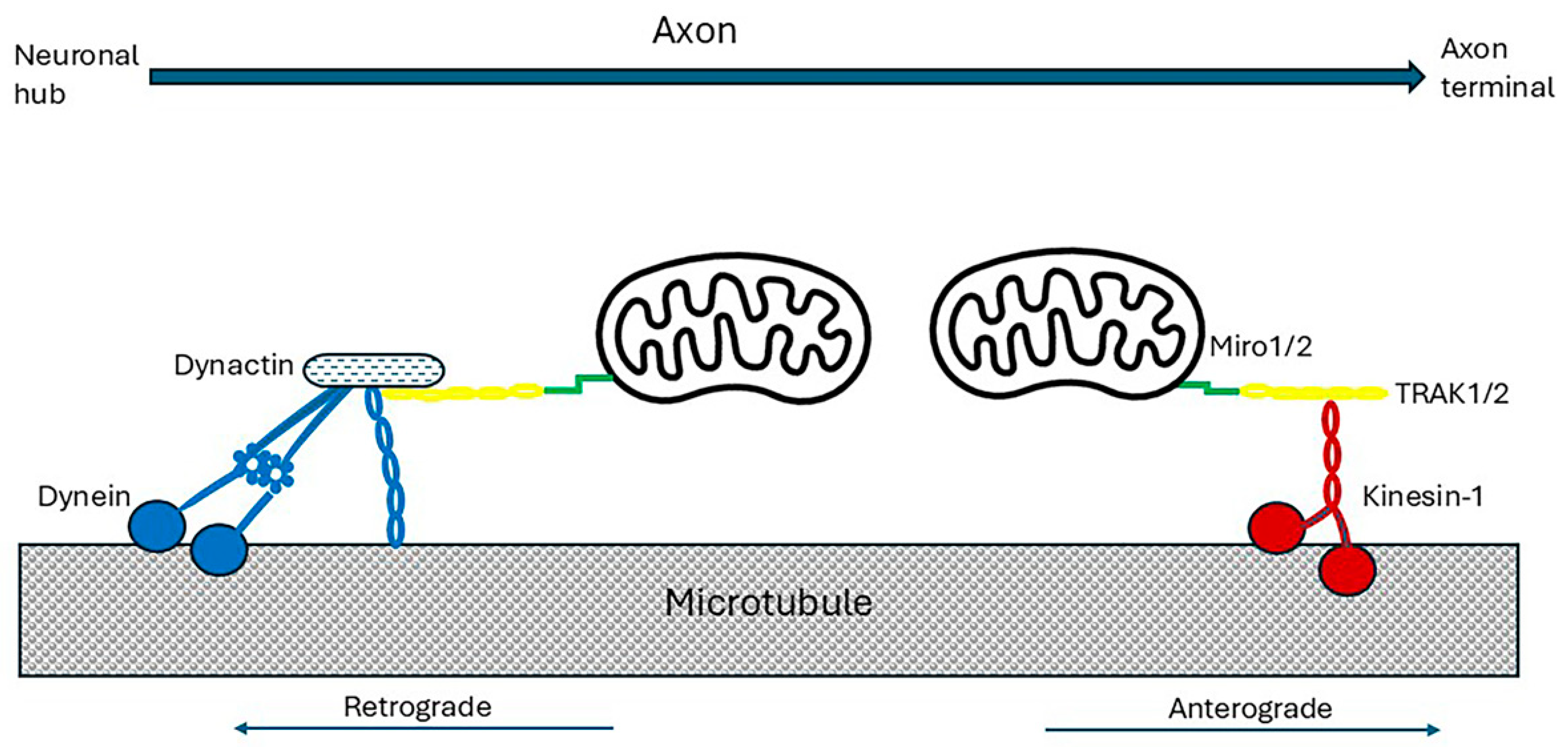 Ijms 26 07328 g005 Ijms 26 07328 g005