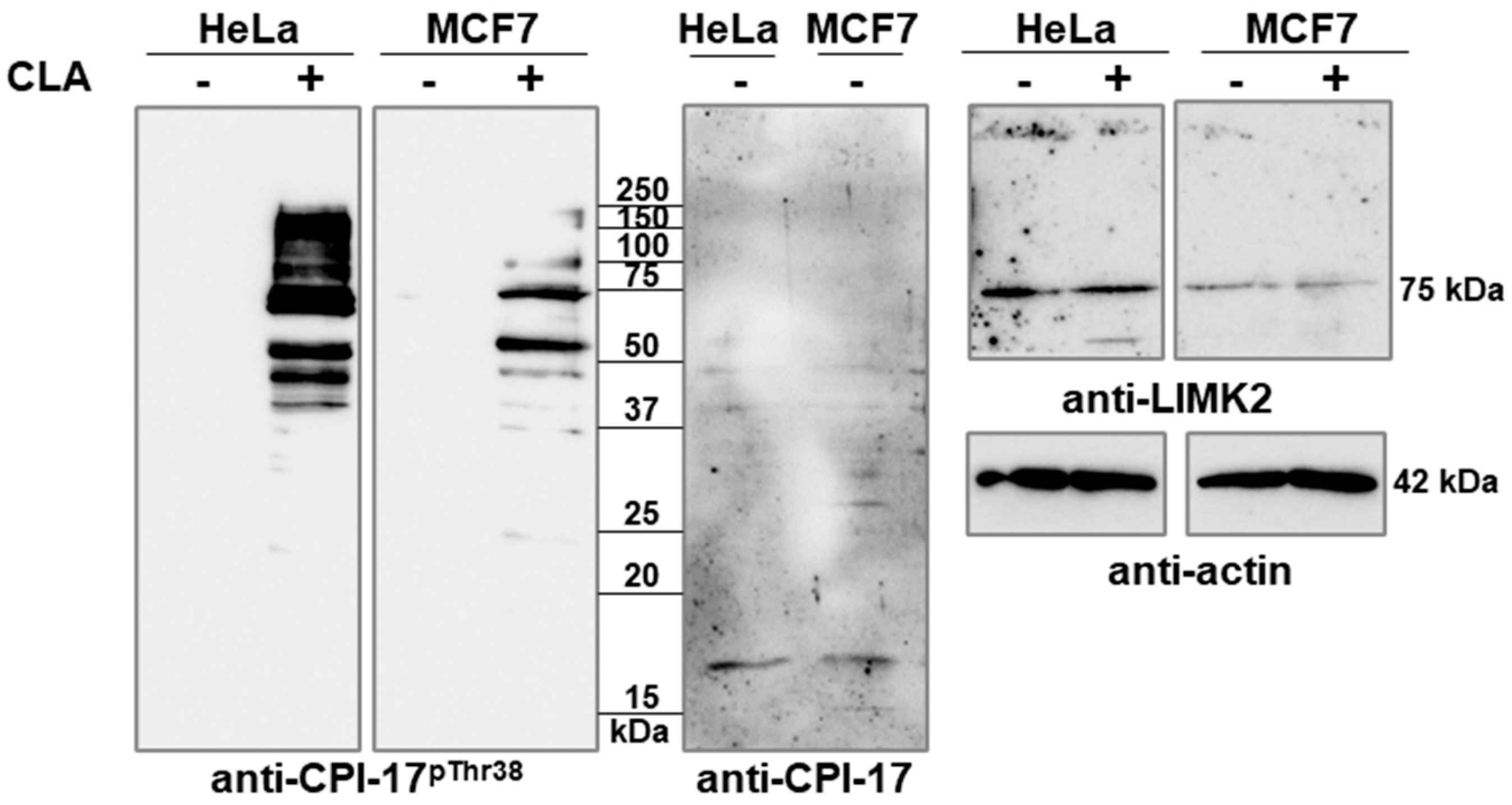 Ijms 26 07347 g001 Ijms 26 07347 g001