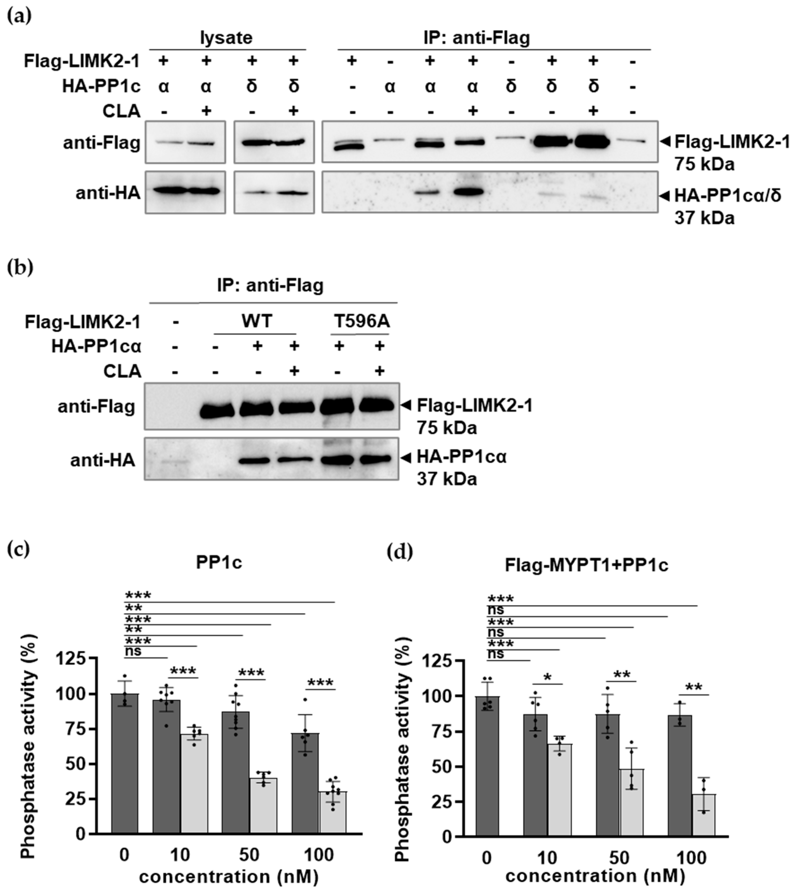 Ijms 26 07347 g004 Ijms 26 07347 g004