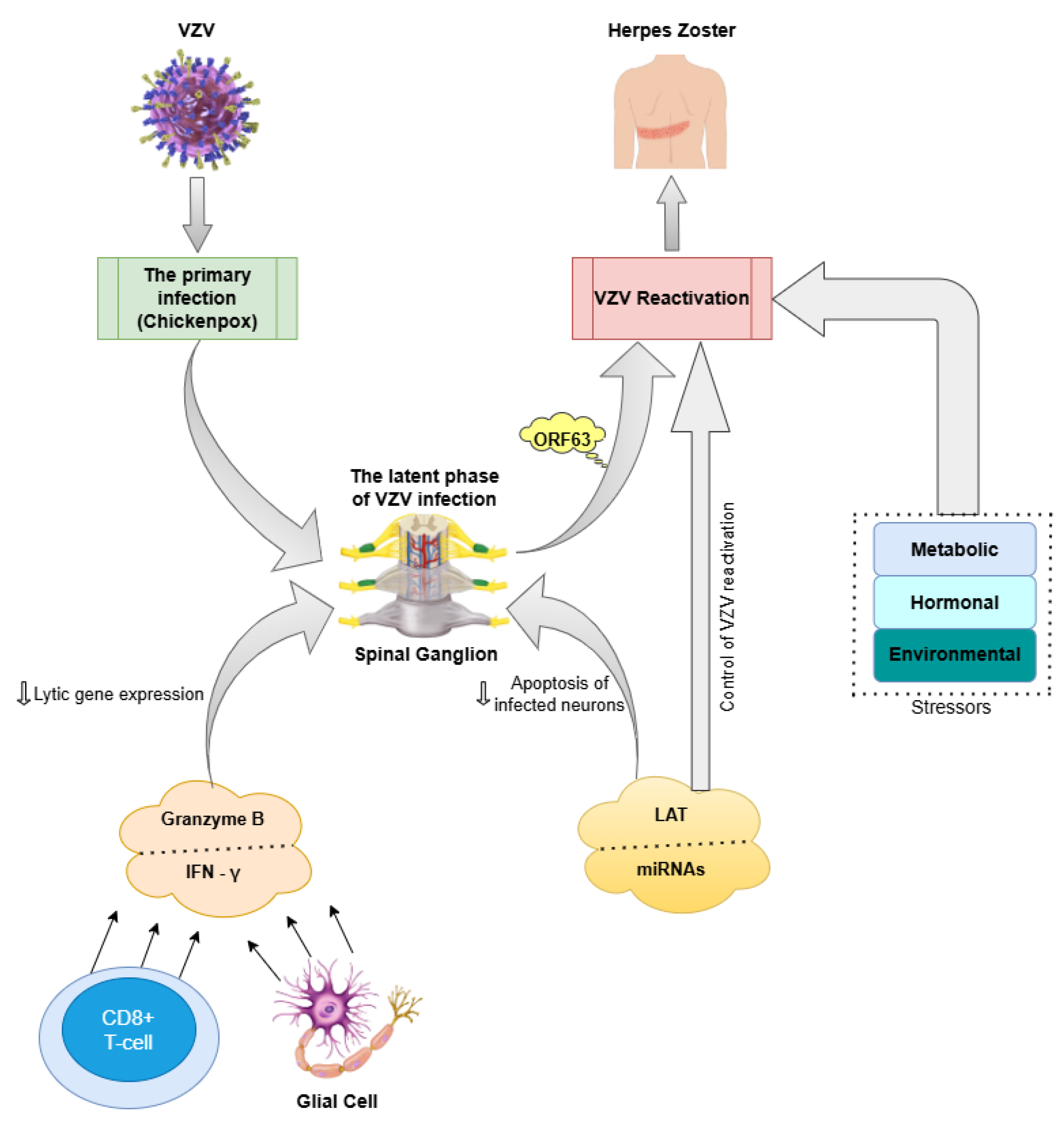 Ijms 26 07429 g002 Ijms 26 07429 g002
