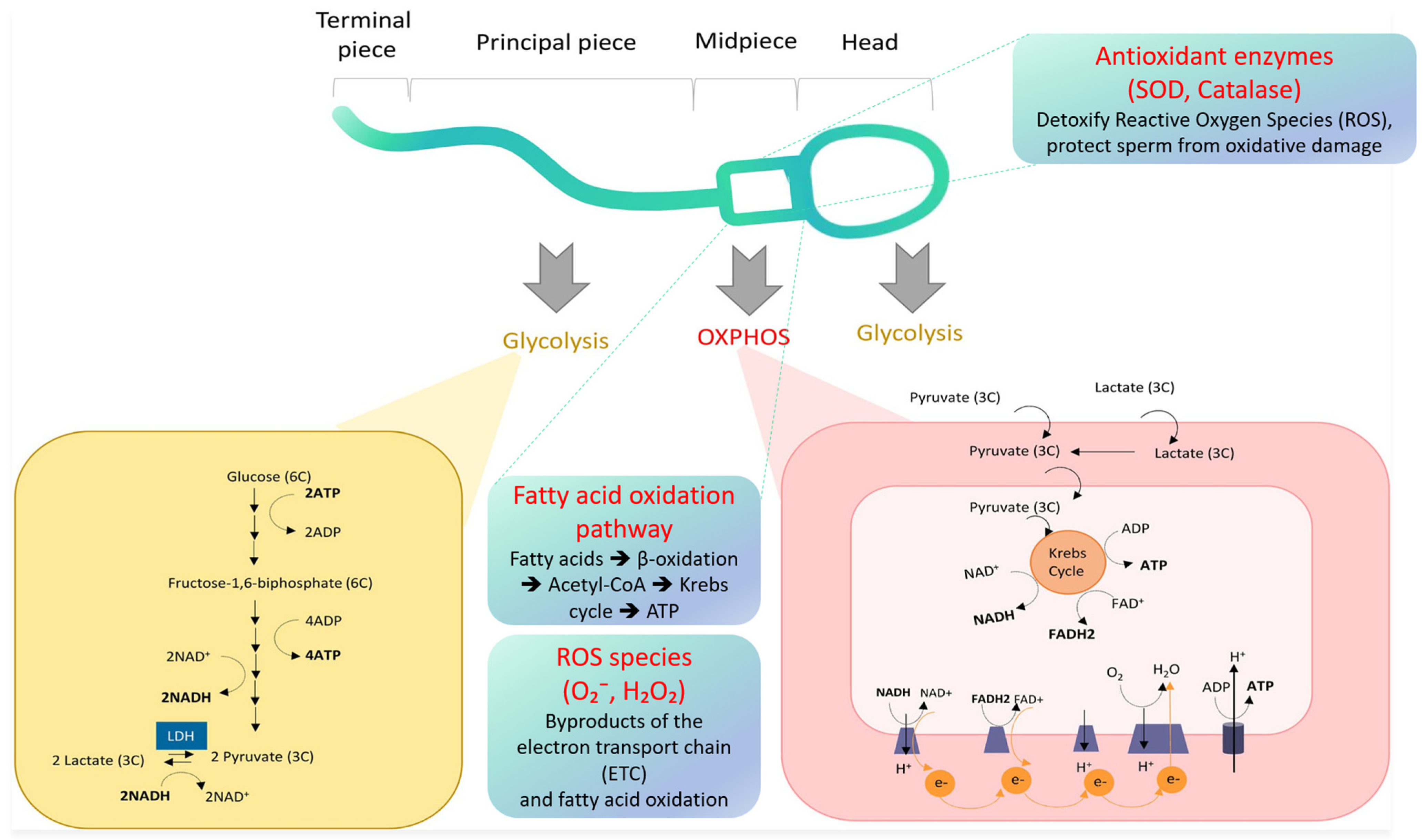 Ijms 26 07544 g001 Ijms 26 07544 g001