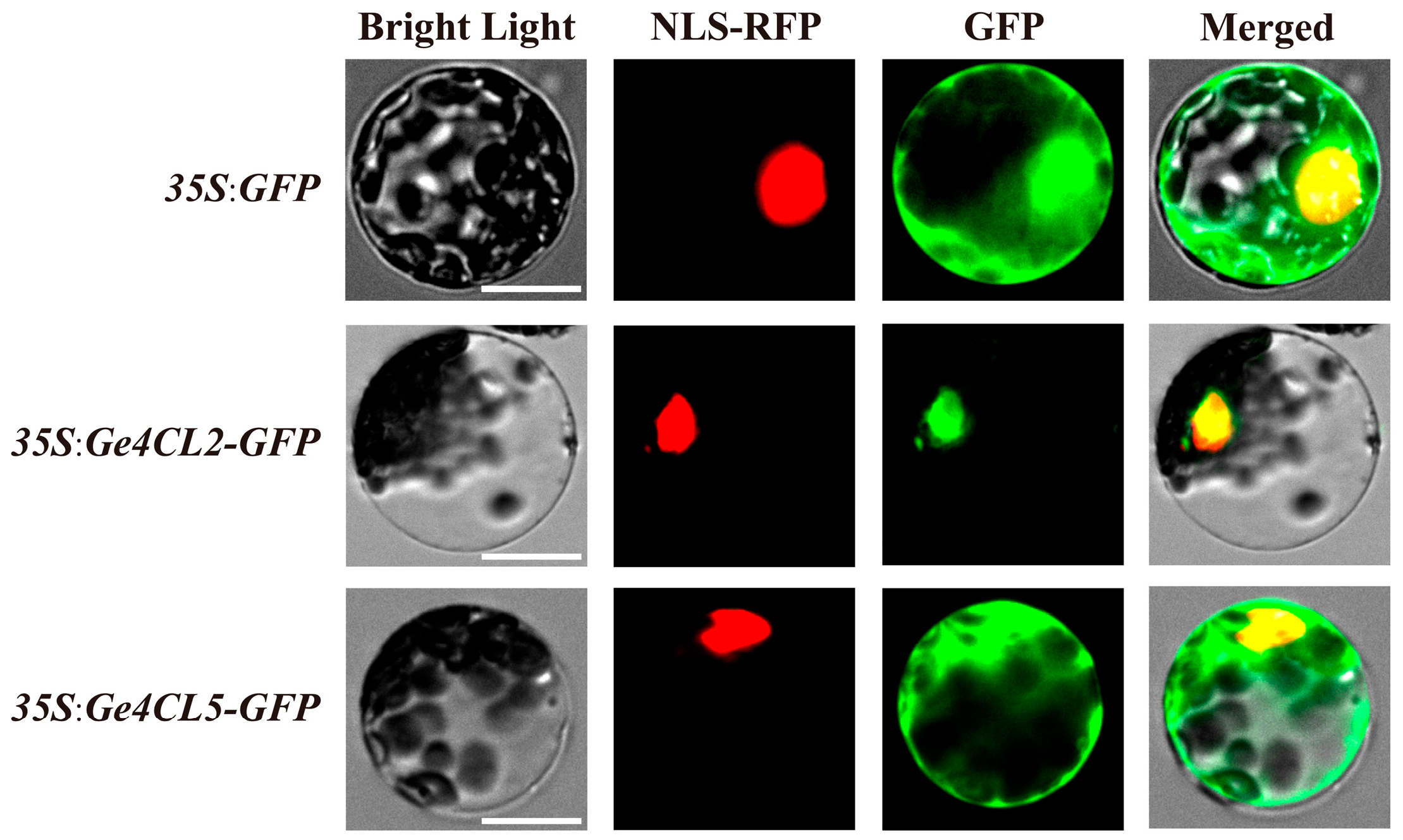 Ijms 26 07610 g008 Ijms 26 07610 g008