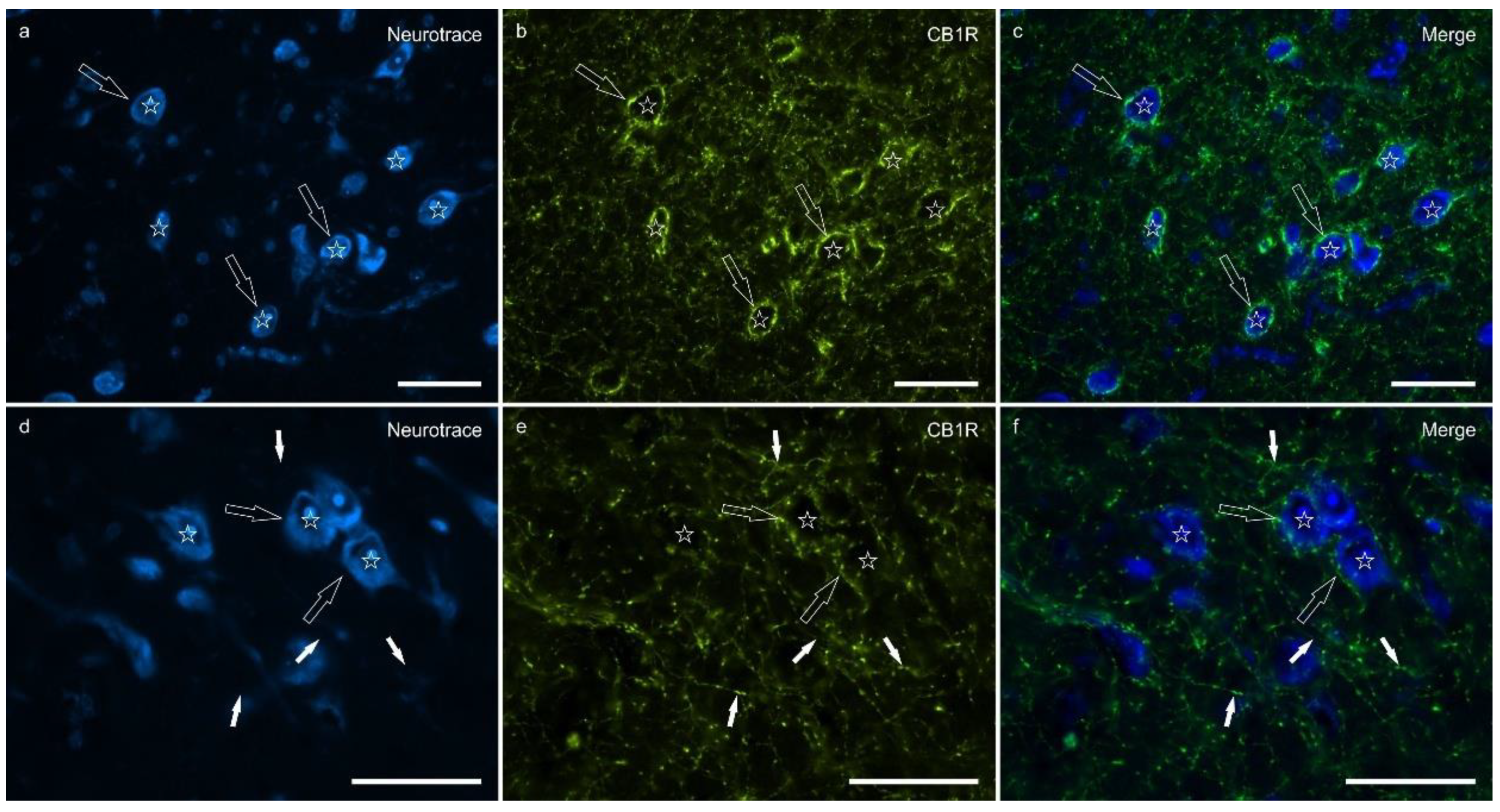 Ijms 26 07613 g002 Ijms 26 07613 g002