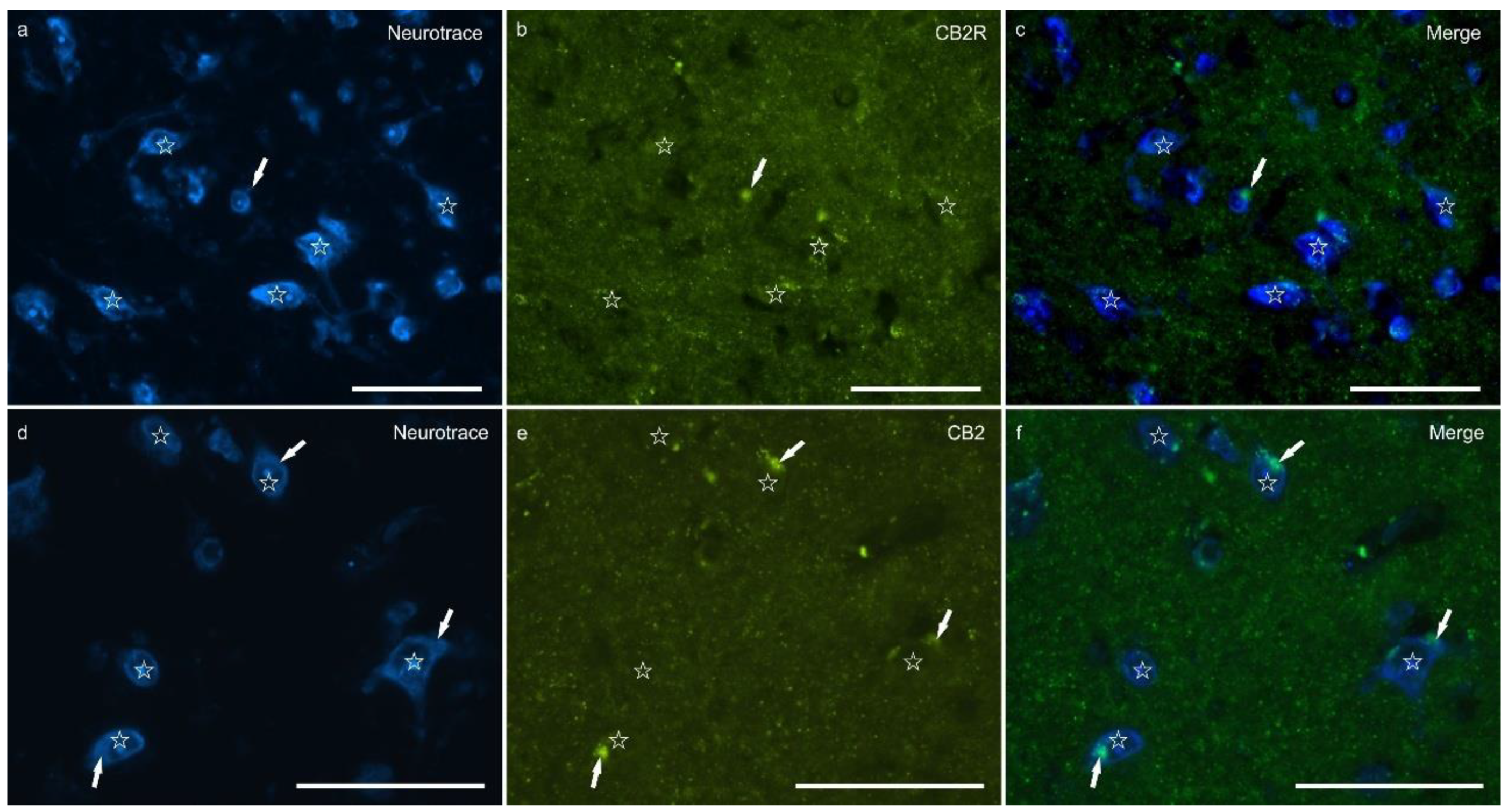 Ijms 26 07613 g003 Ijms 26 07613 g003