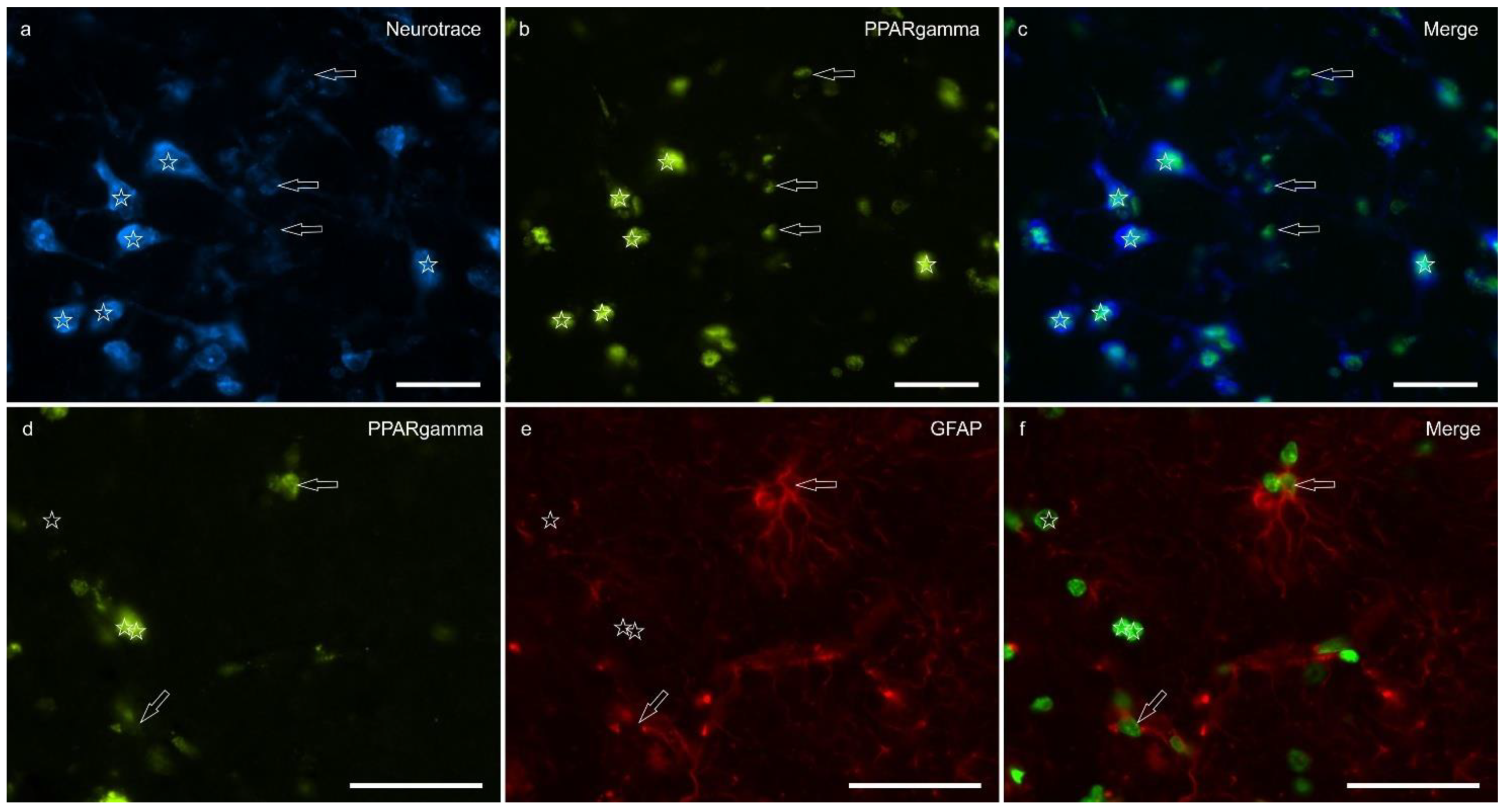 Ijms 26 07613 g005 Ijms 26 07613 g005