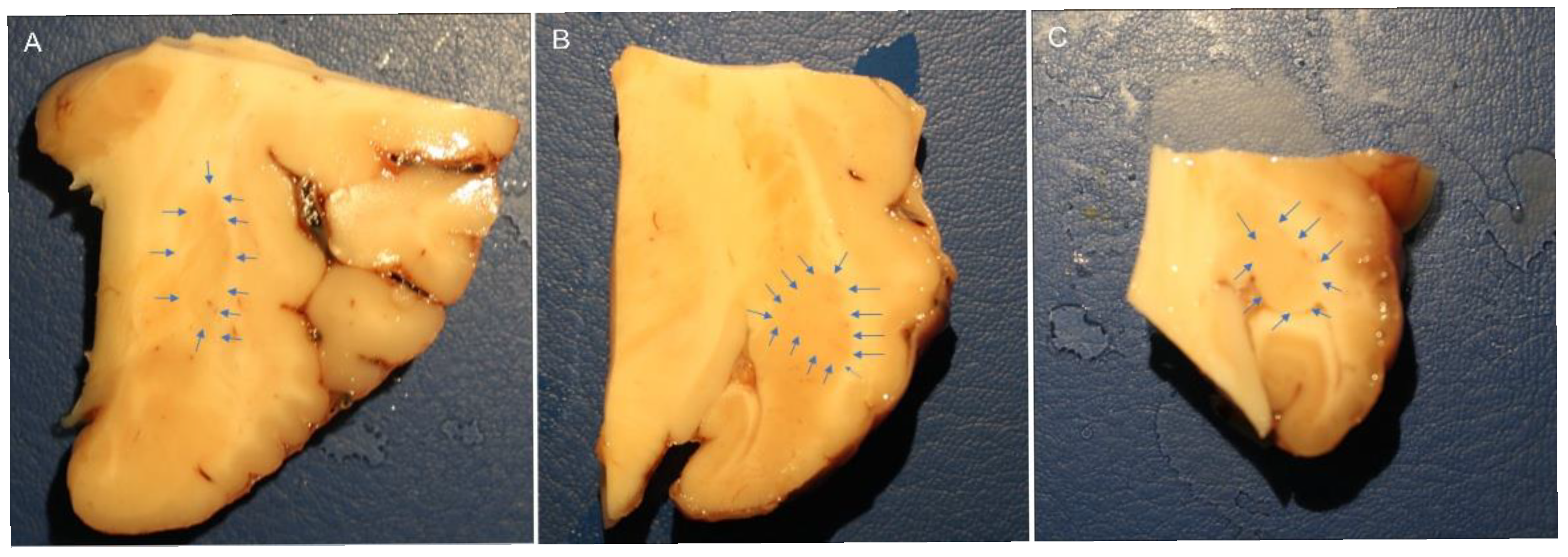 Ijms 26 07613 g007 Ijms 26 07613 g007
