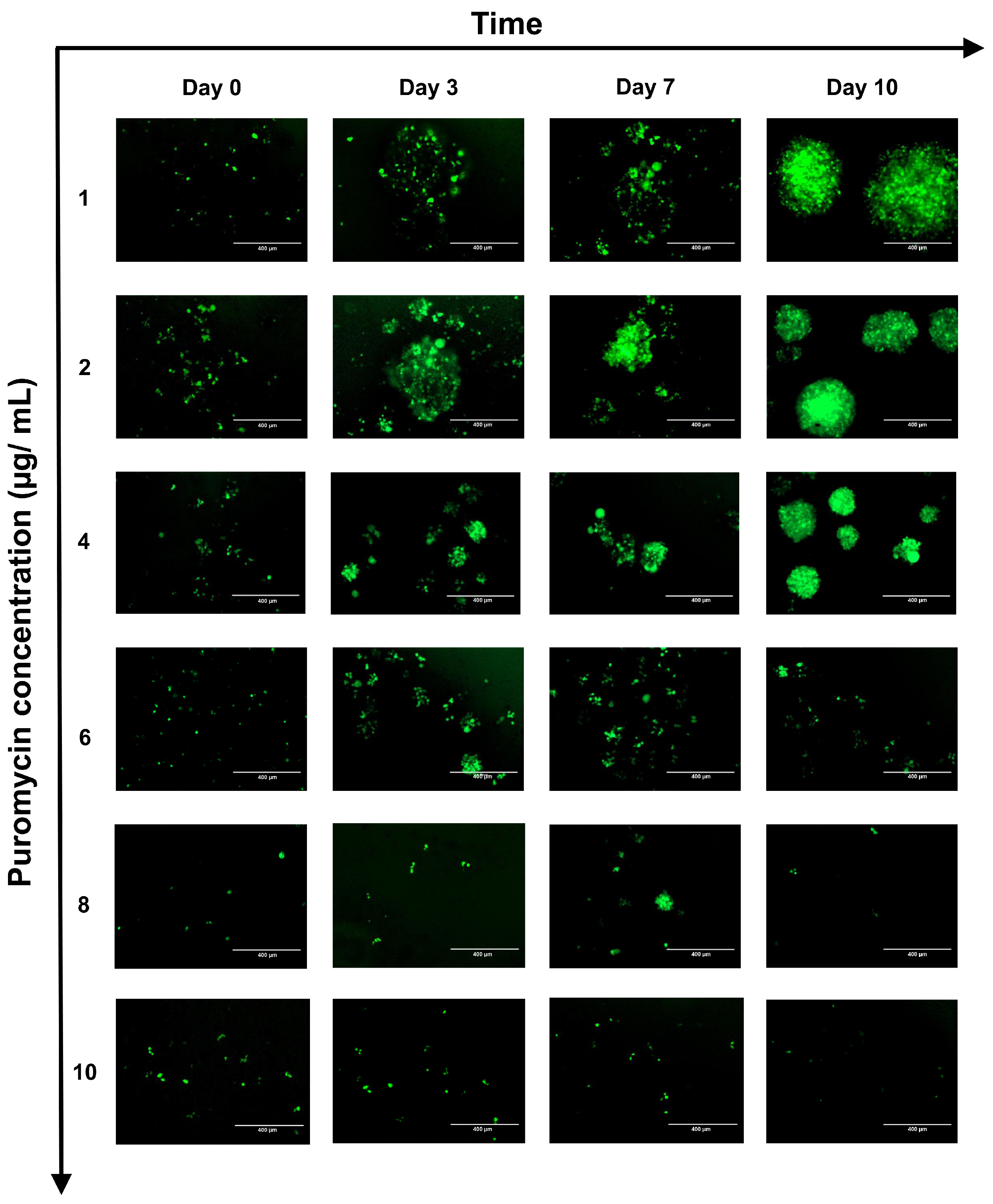 Ijms 26 07648 g003 Ijms 26 07648 g003