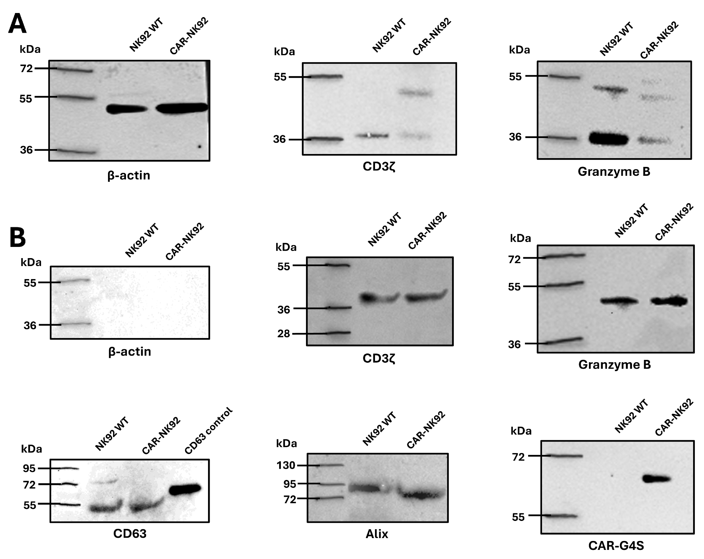 Ijms 26 07648 g007 Ijms 26 07648 g007
