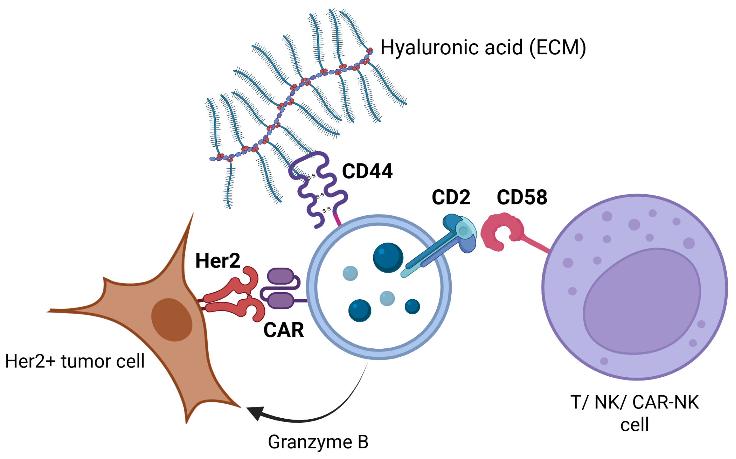 Ijms 26 07648 g012 Ijms 26 07648 g012
