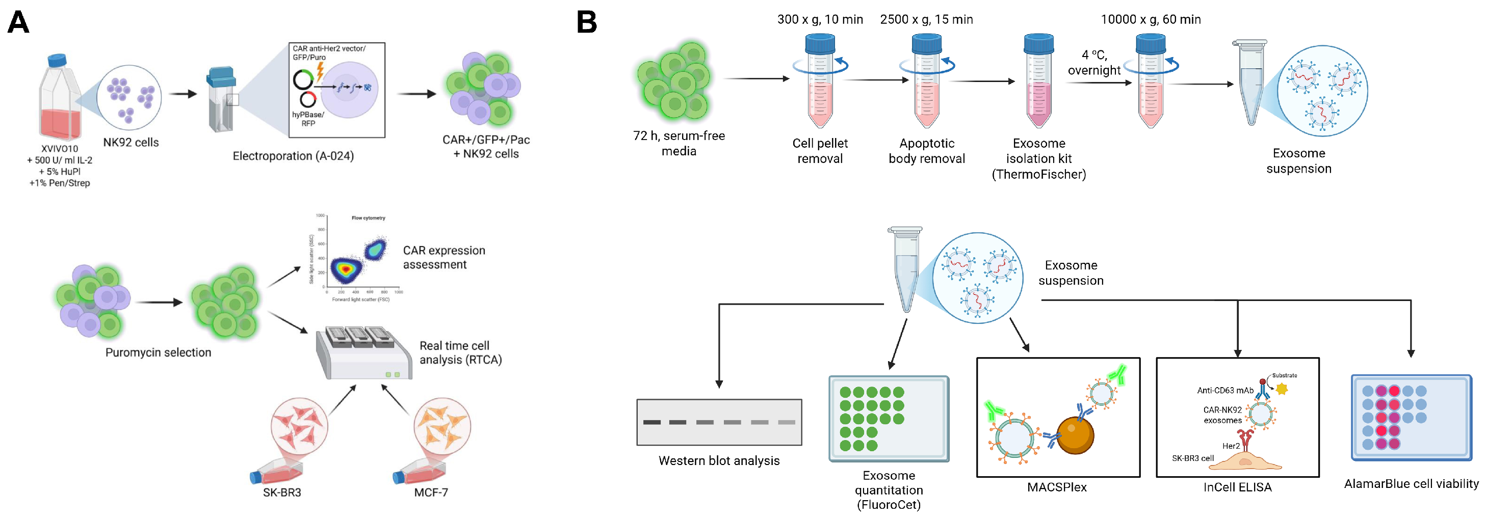 Ijms 26 07648 g013 Ijms 26 07648 g013