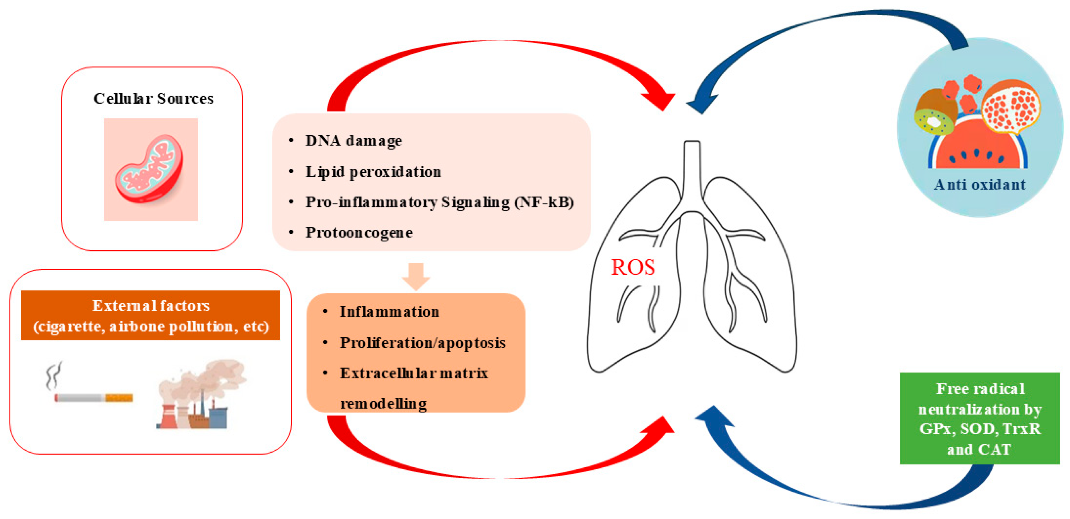 Ijms 26 07679 g001 Ijms 26 07679 g001