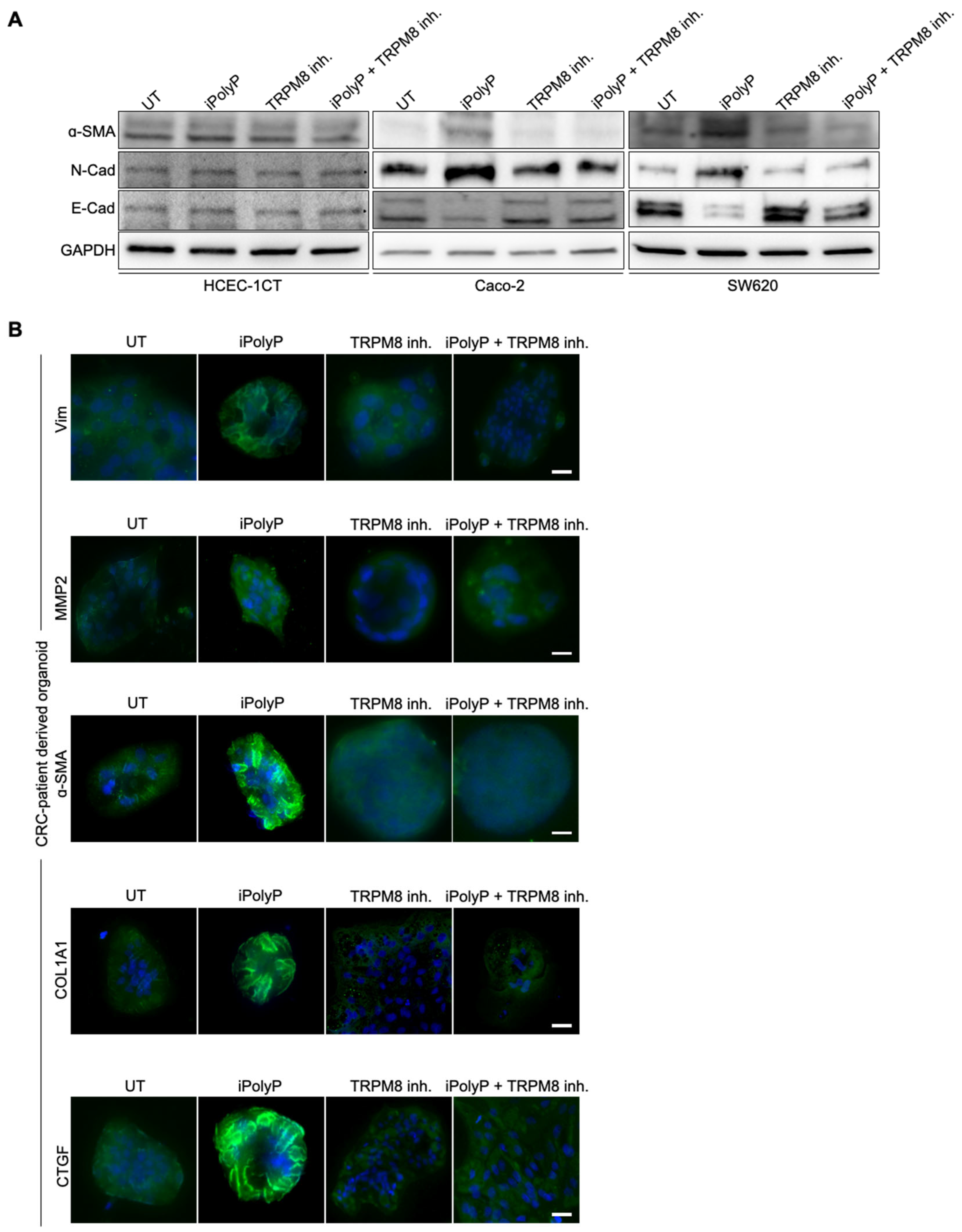 Ijms 26 07743 g001 Ijms 26 07743 g001