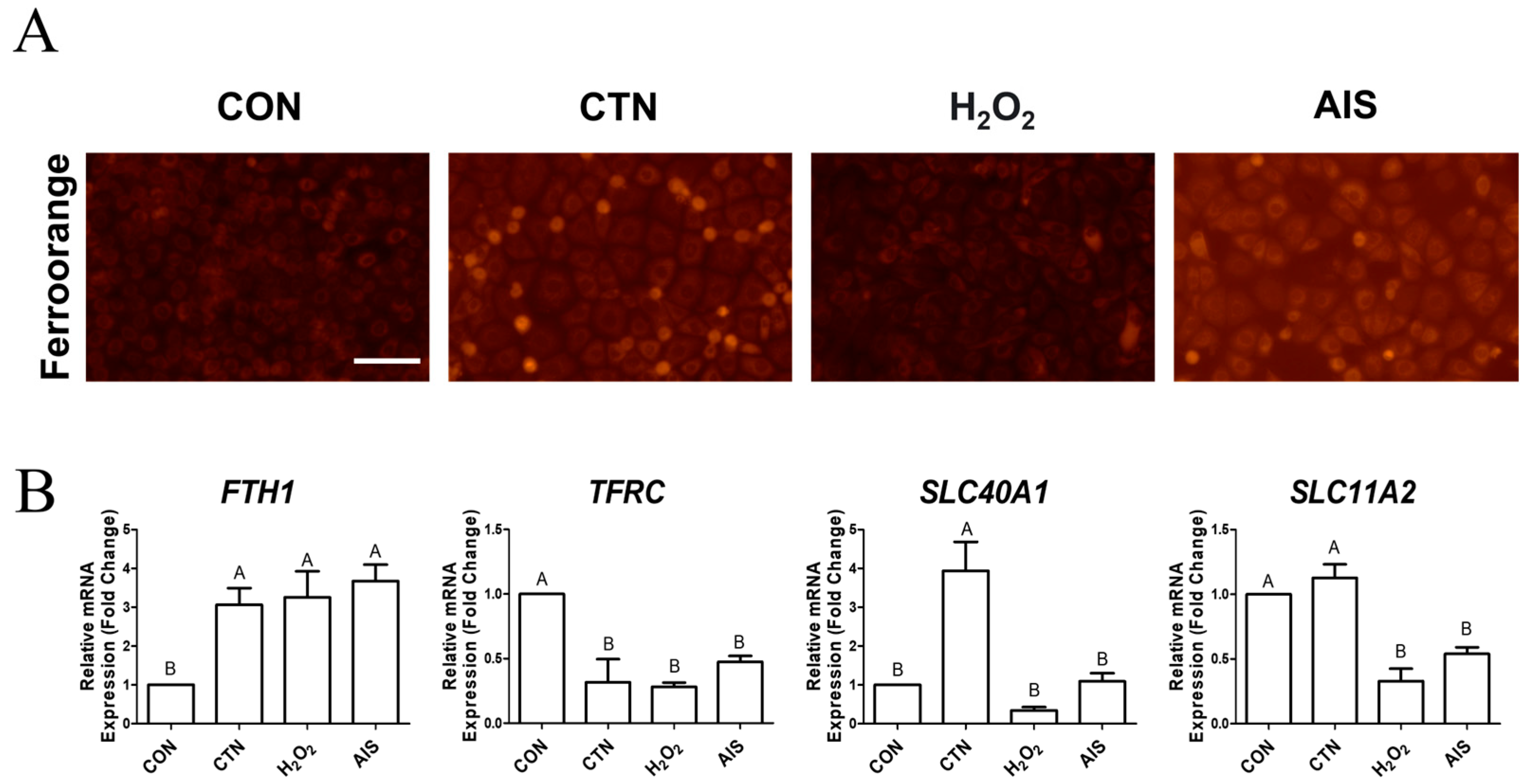 Ijms 26 07773 g001 Ijms 26 07773 g001