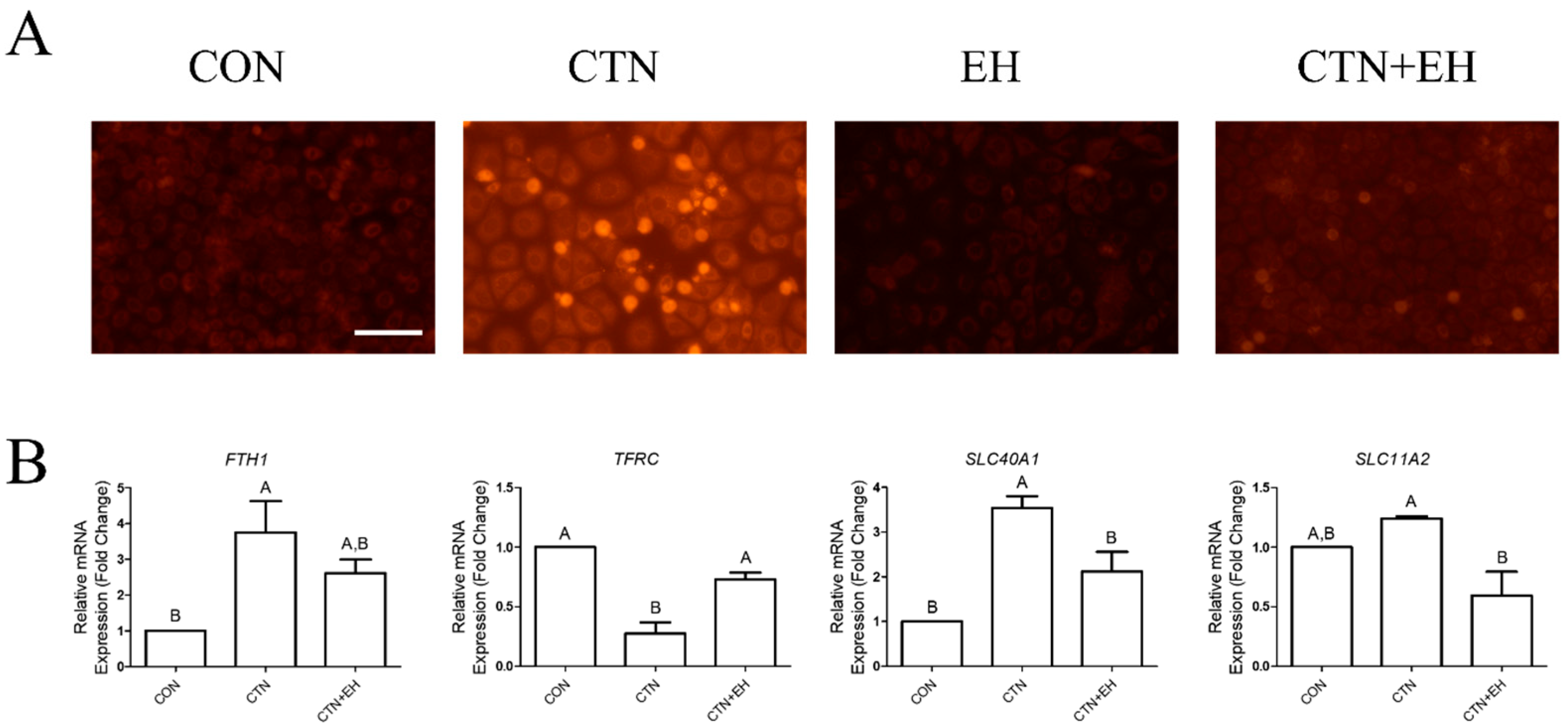 Ijms 26 07773 g005 Ijms 26 07773 g005