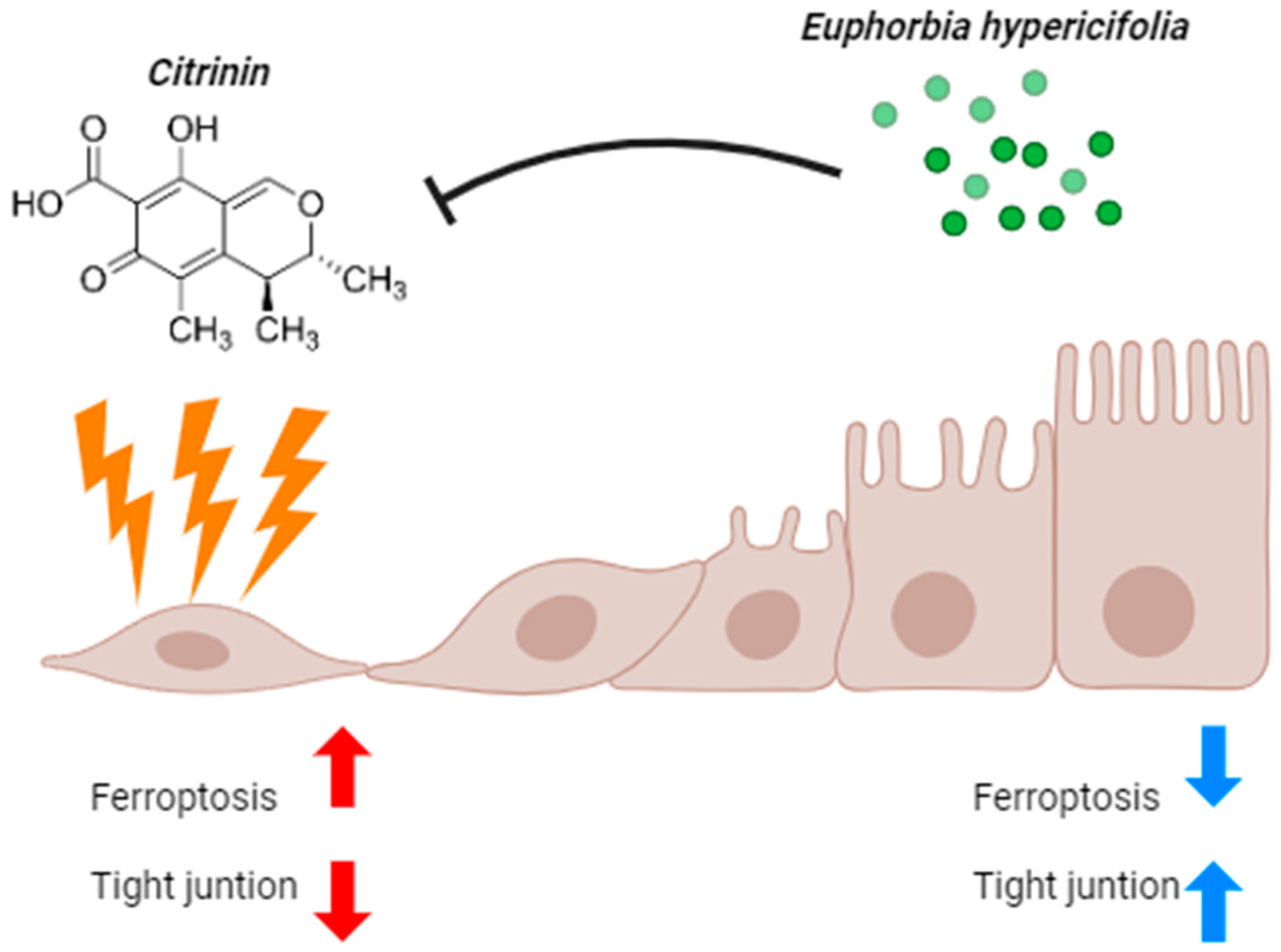 Ijms 26 07773 g008 Ijms 26 07773 g008