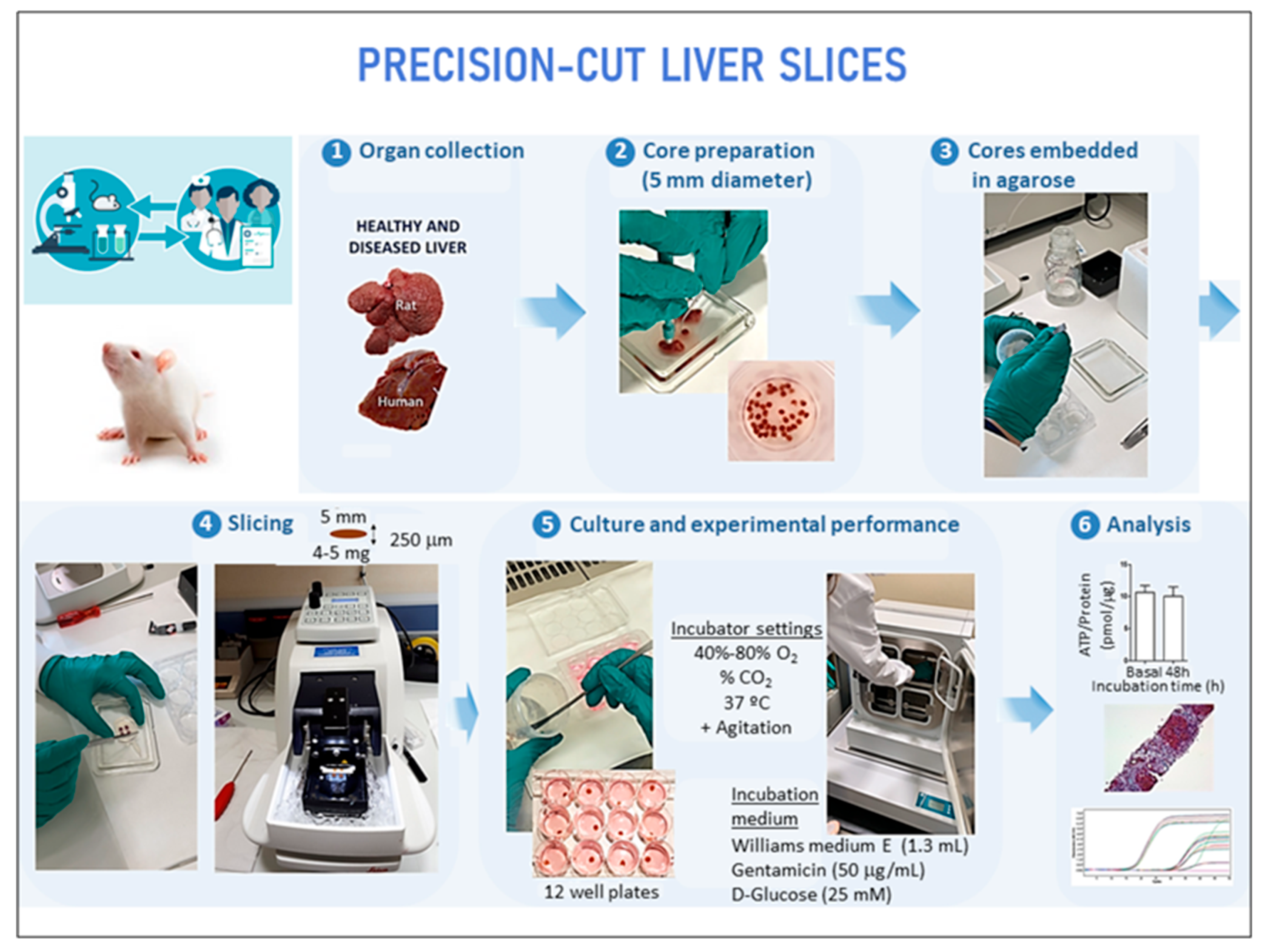 Ijms 26 07780 g001 Ijms 26 07780 g001